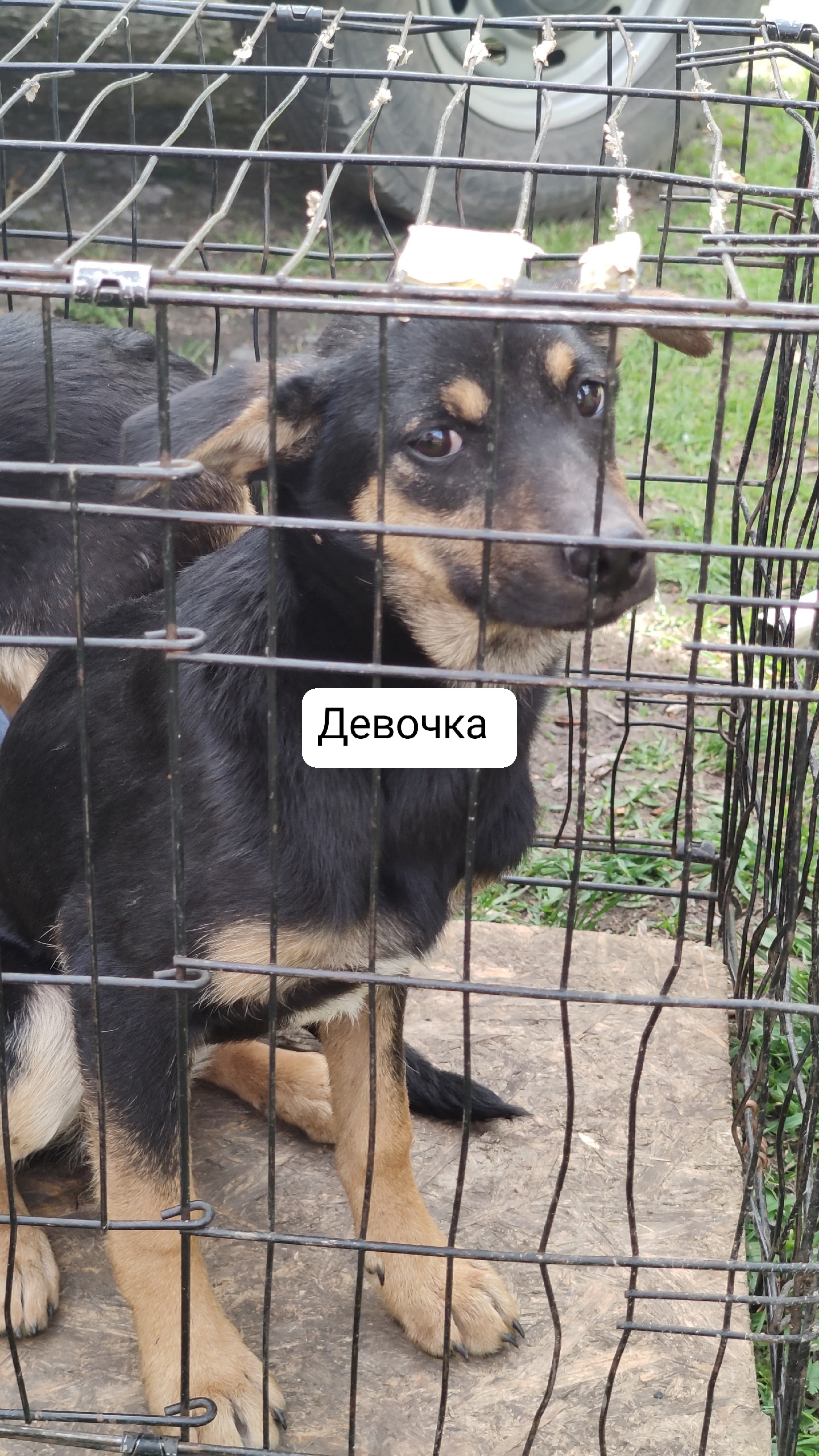 Найдена собака в Других городах — фото объявления