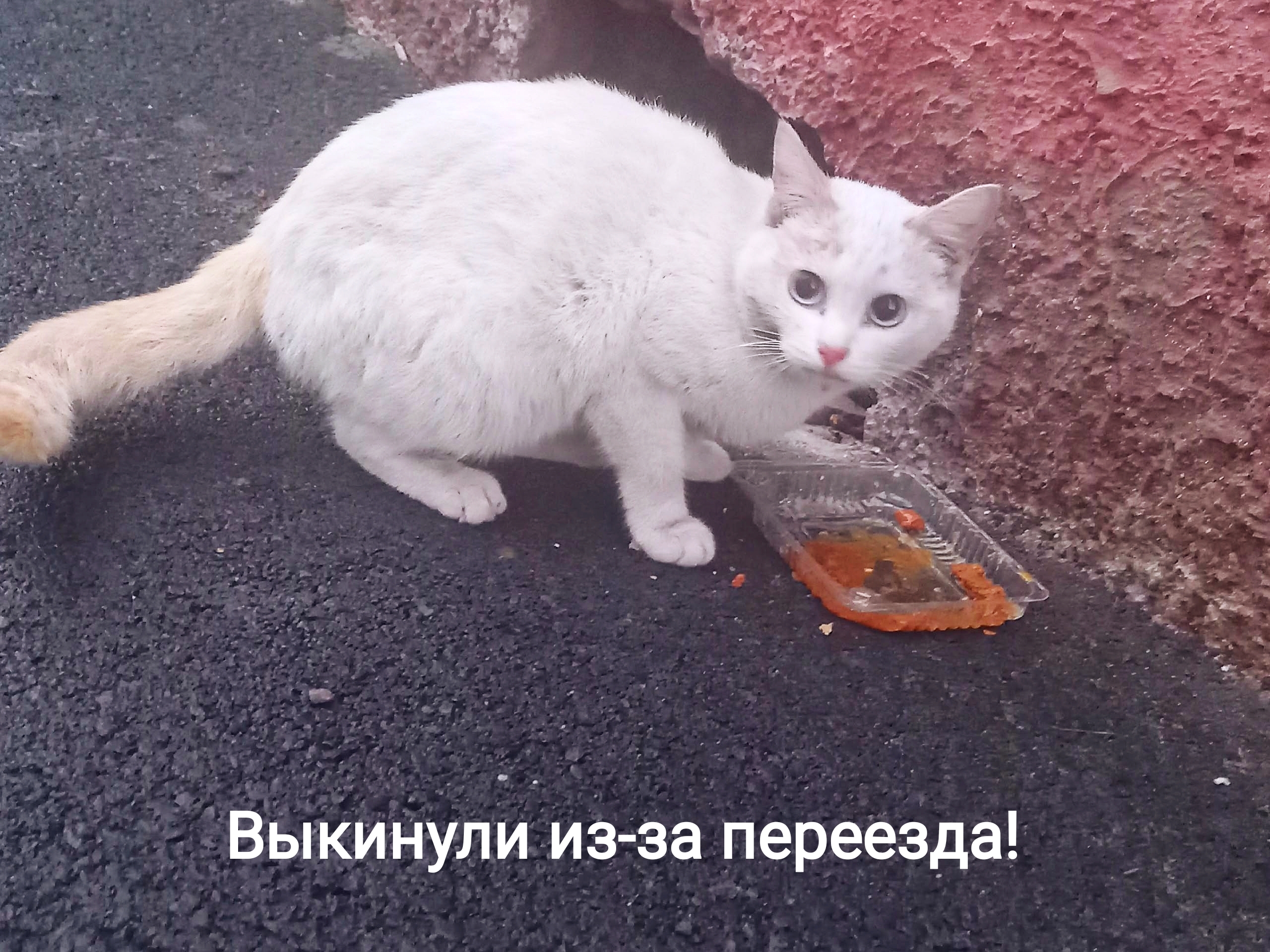 Объявление о питомце в Других городах — фото объявления