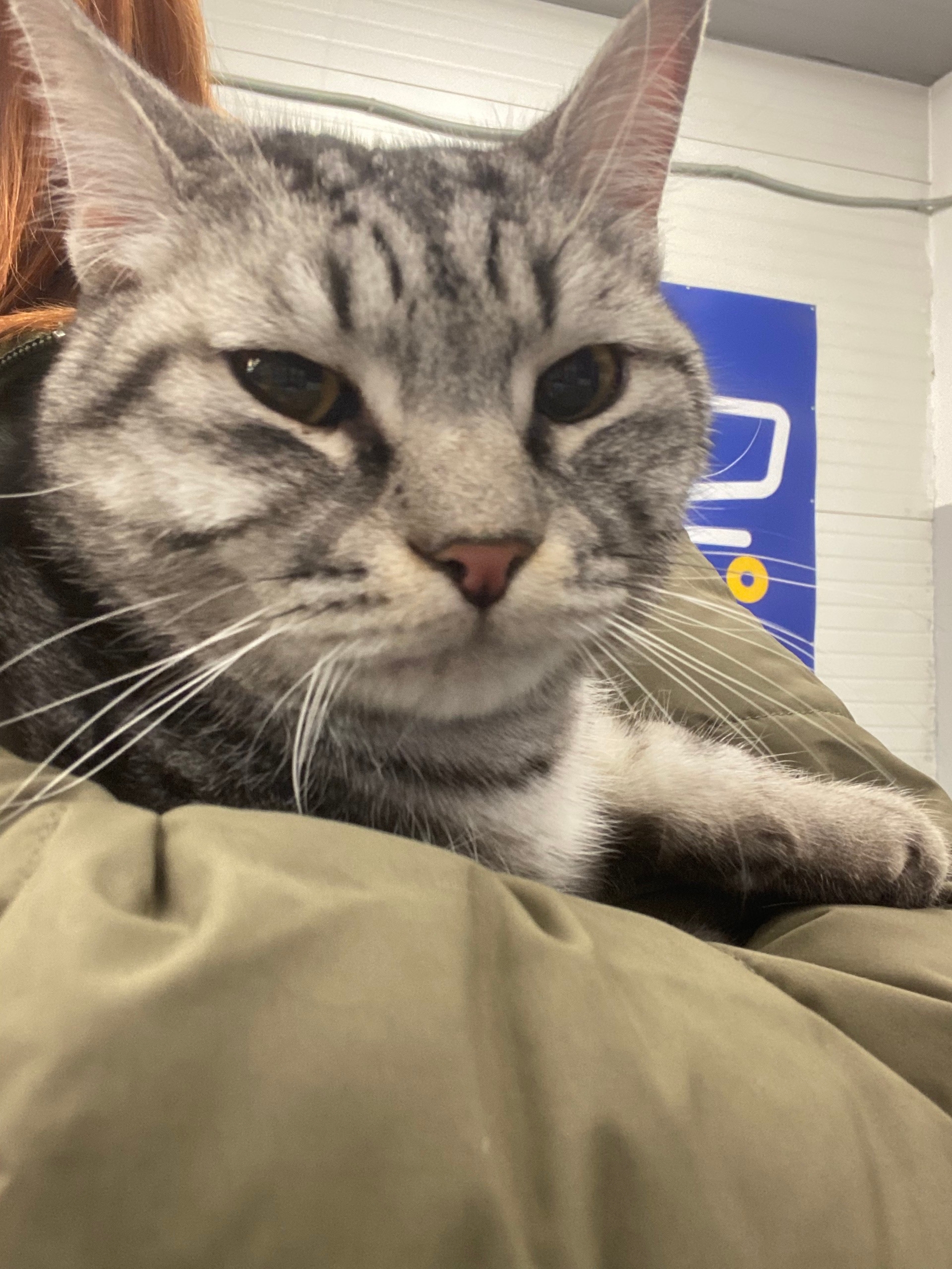 Найдена кошка, просьба старых или новых хозяев связаться со мной . Она очень напугана 😪