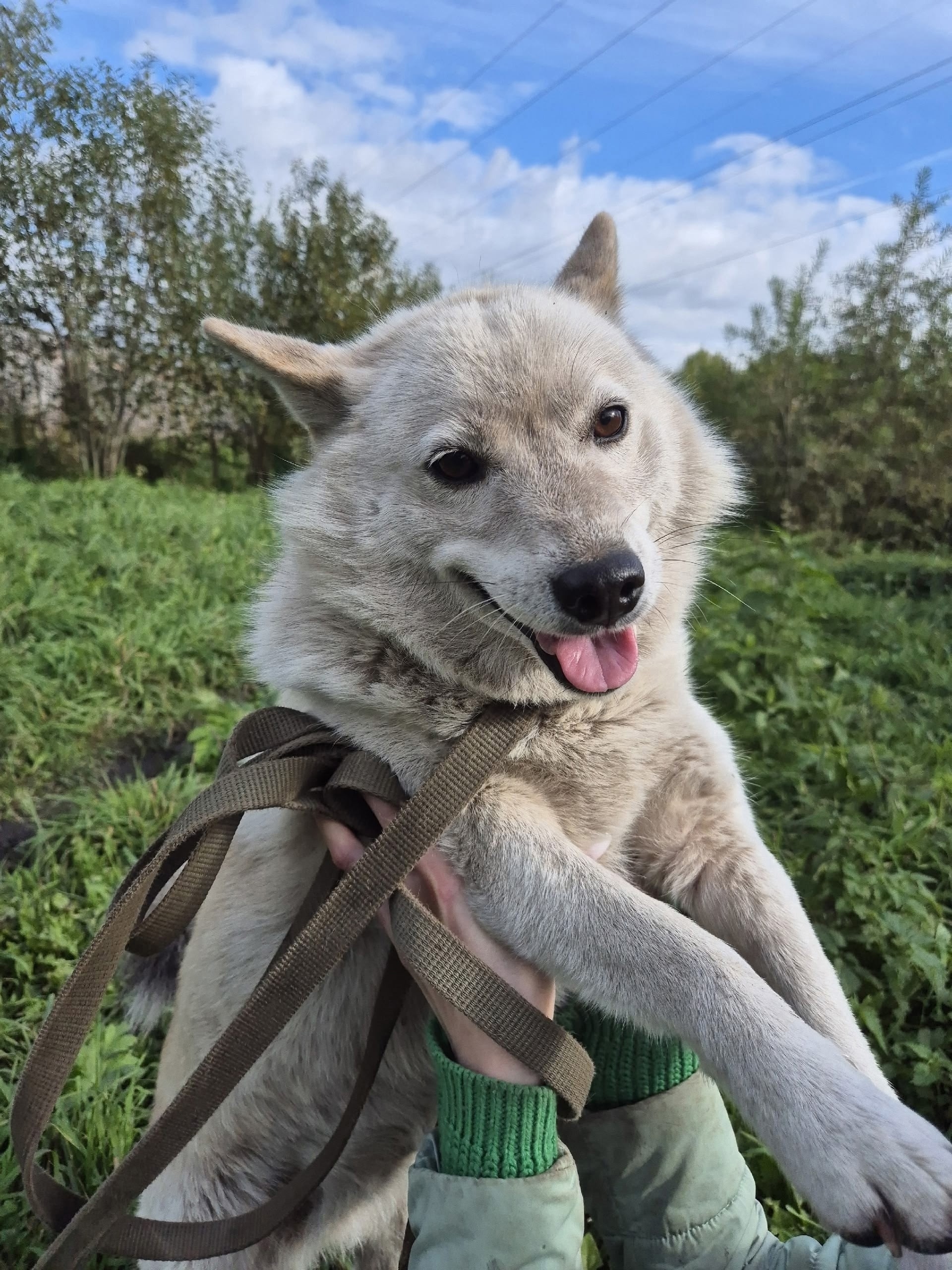 Найдена собака в Другие города