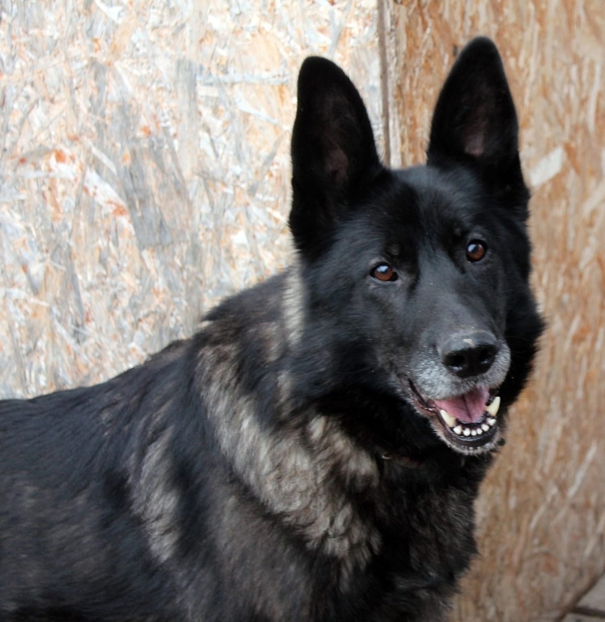 Пропала собака в Другие города