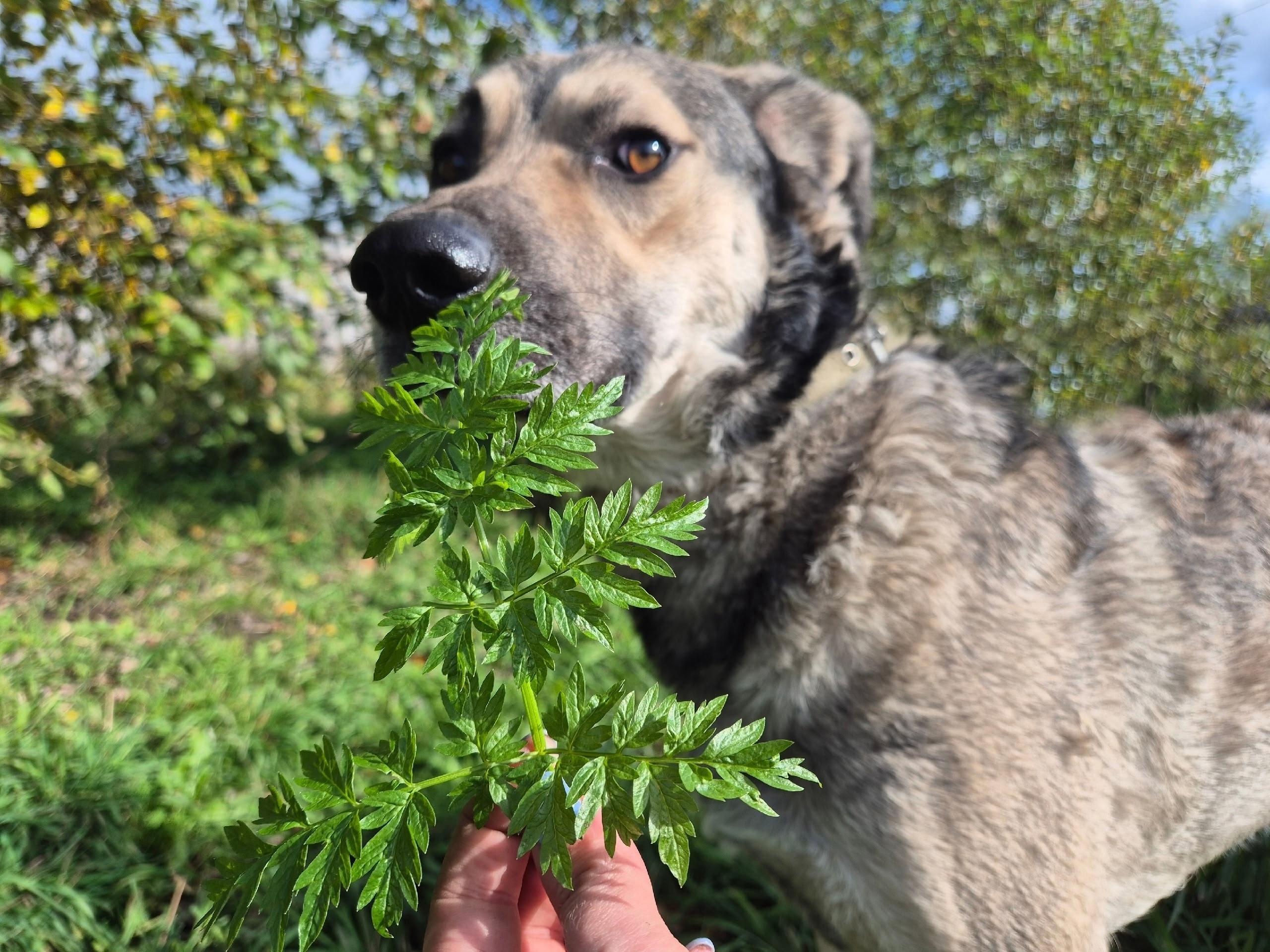 Найдена собака в Другие города