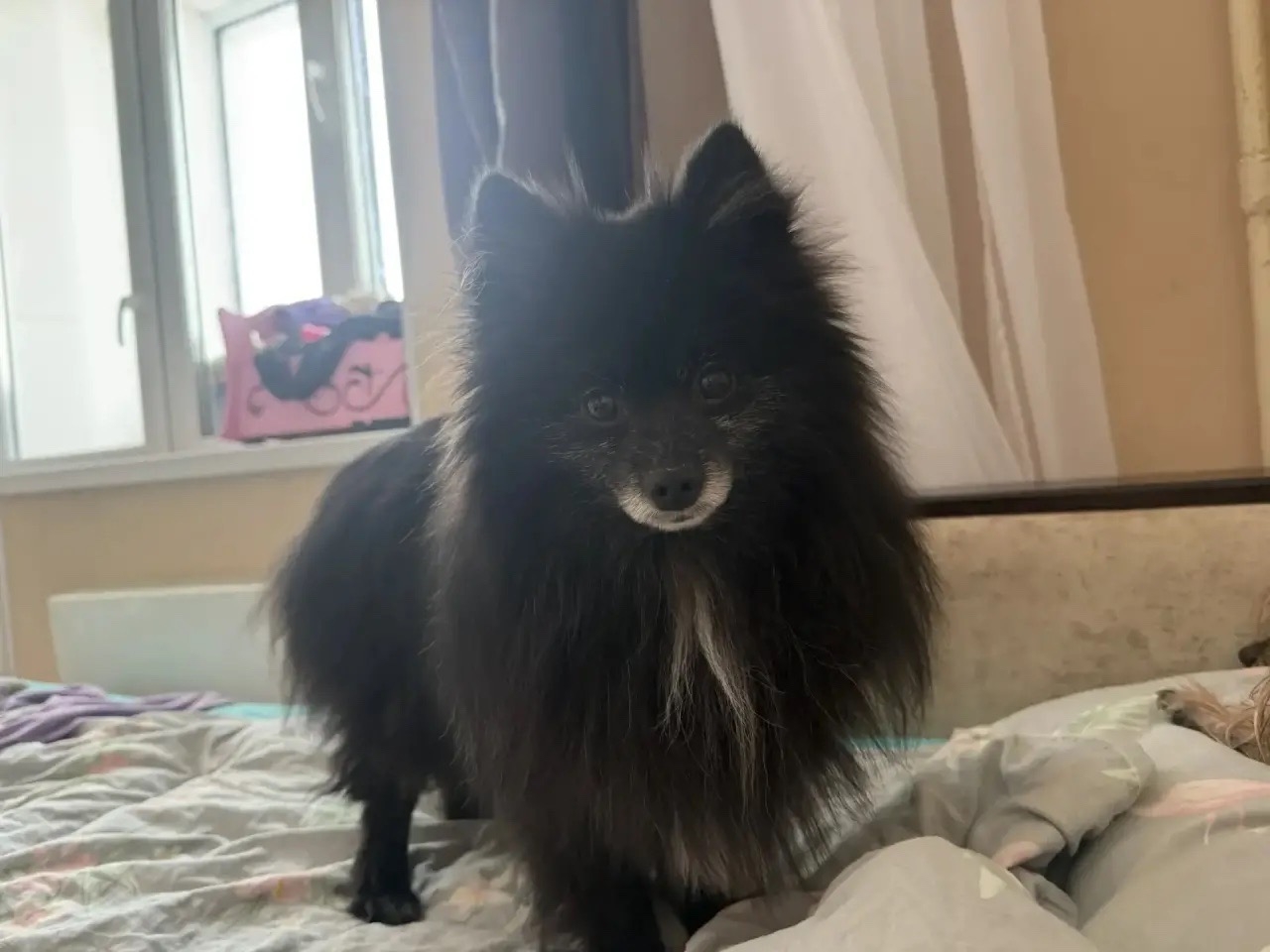 Пропала собака в Другие города