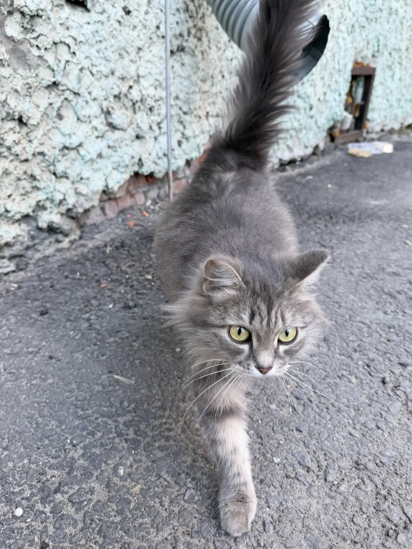 Объявление о питомце в Других городах — фото объявления