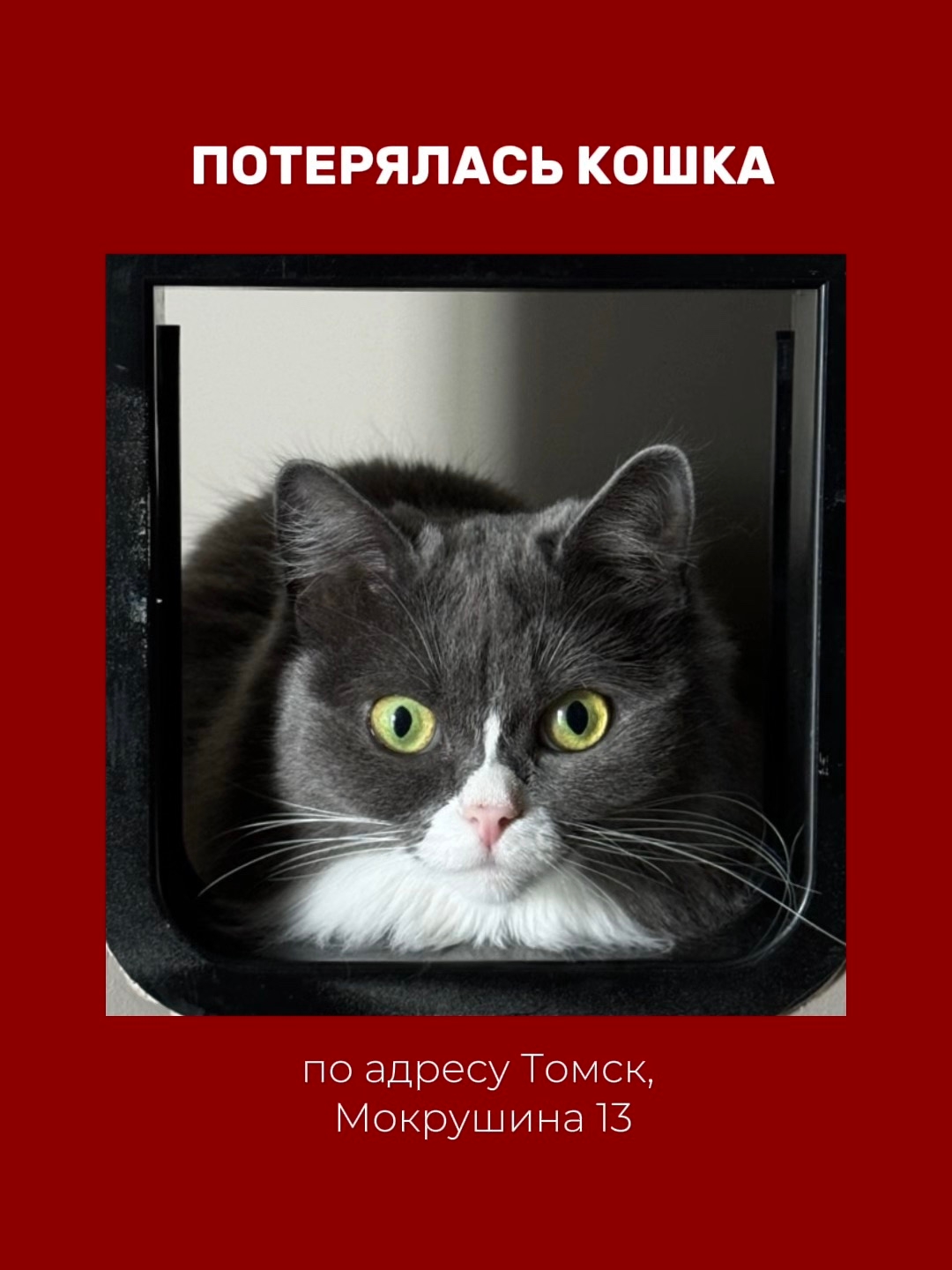 Найдена кошка в Других городах — фото объявления