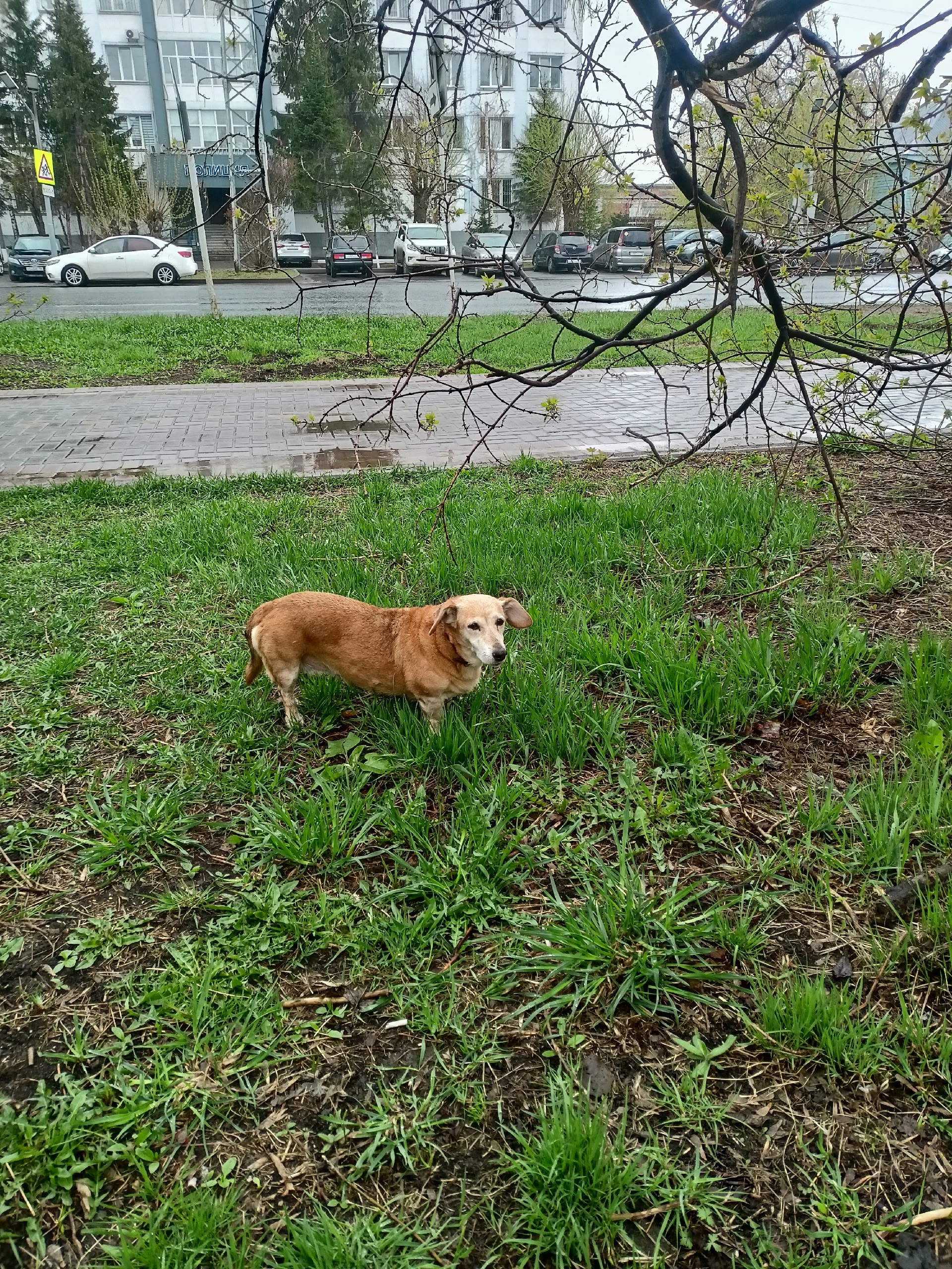 Найдена собака в Других городах — фото объявления
