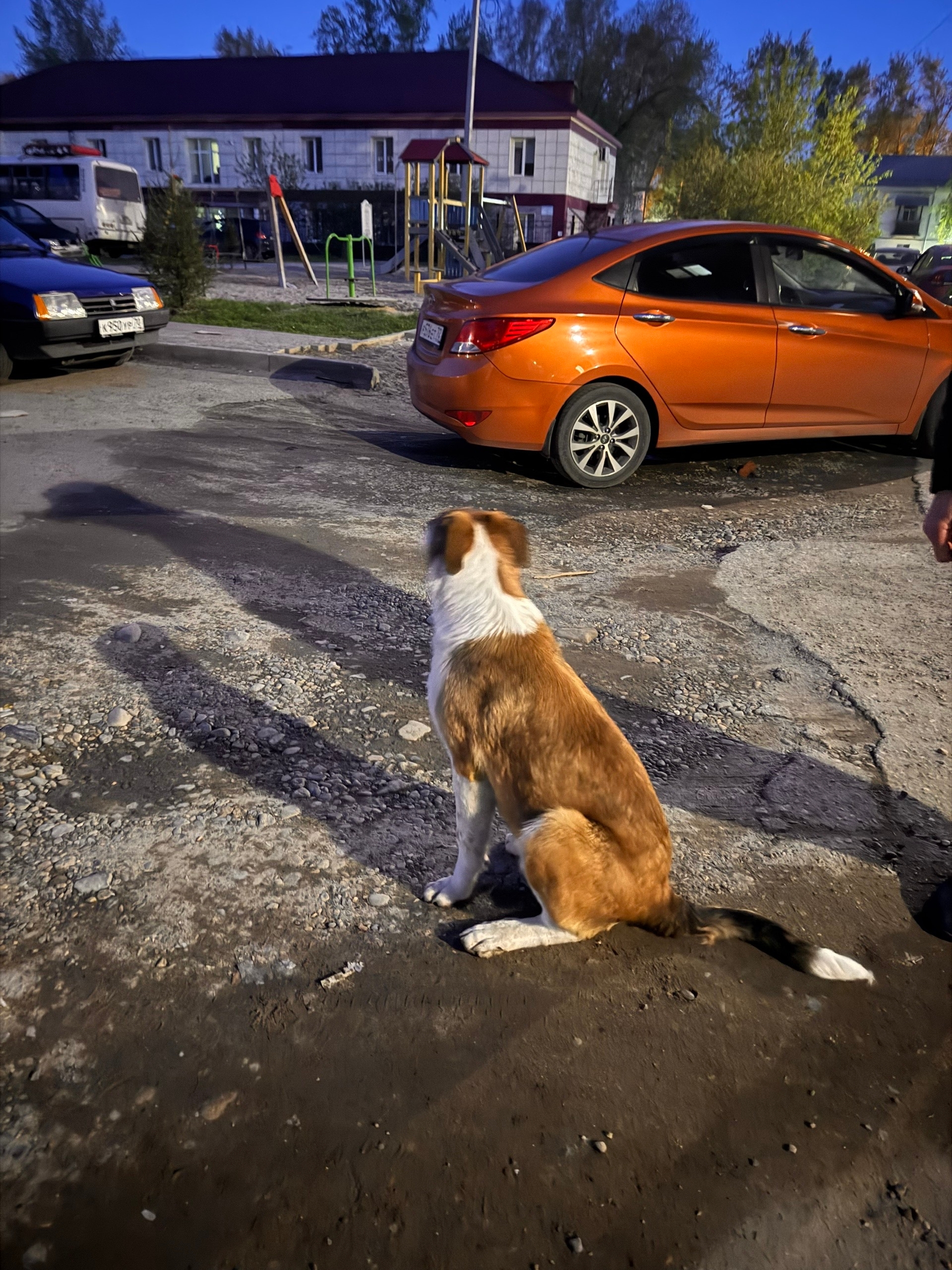 Найдена собака в Других городах — фото объявления