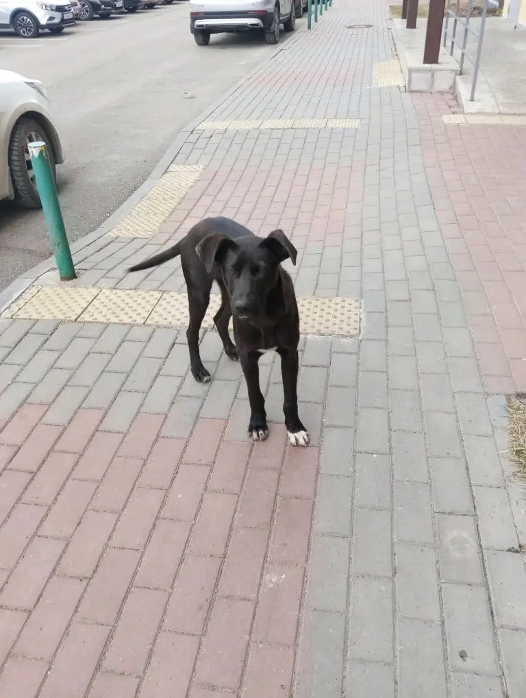 Найдена собака в Других городах — фото объявления