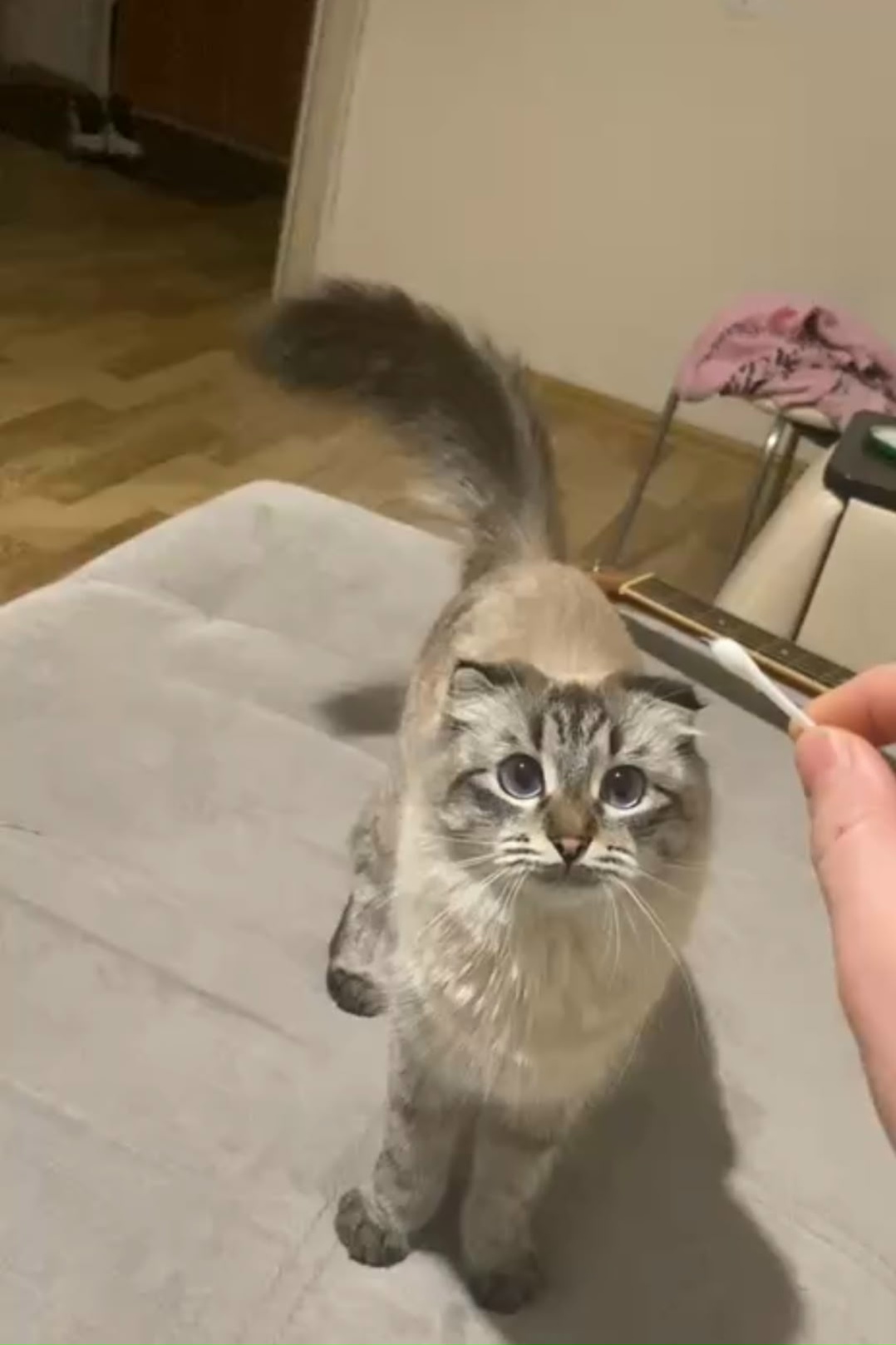 Потерялась вислоухая кошка.