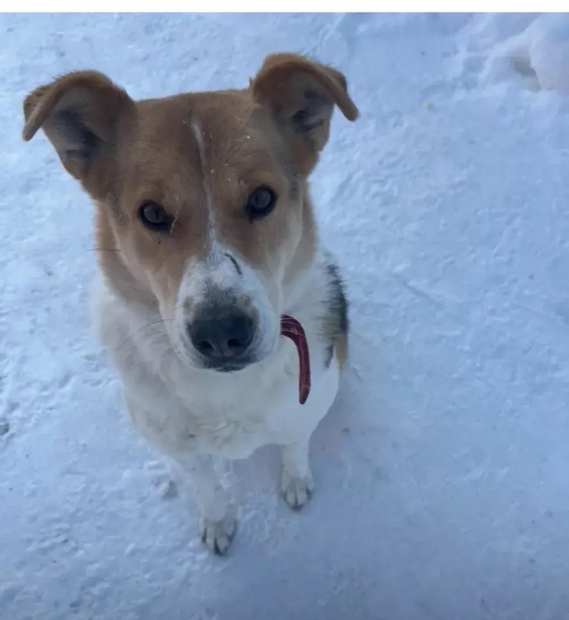 Пропала собака в Другие города