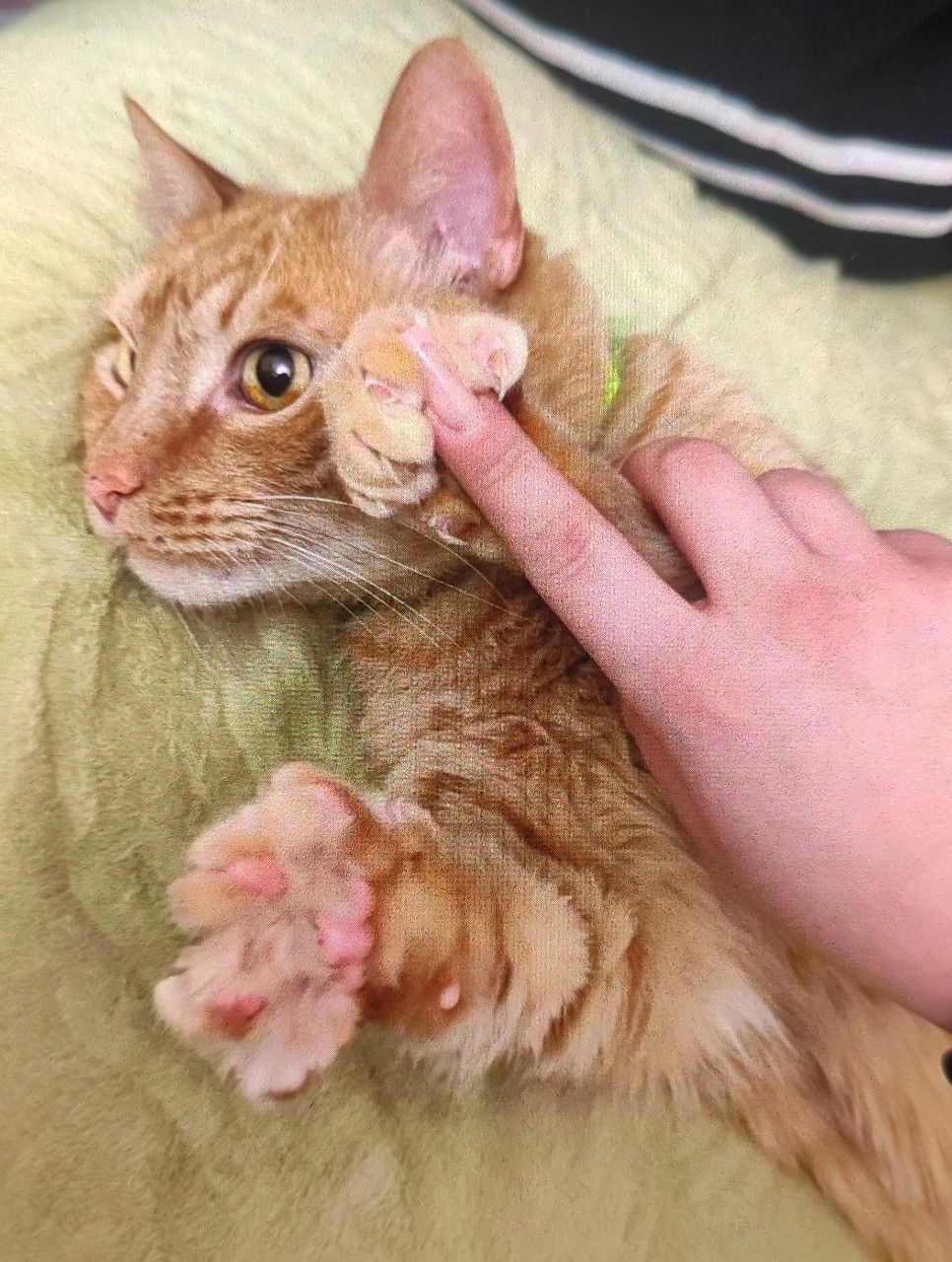 Пропала кошка в Другие города