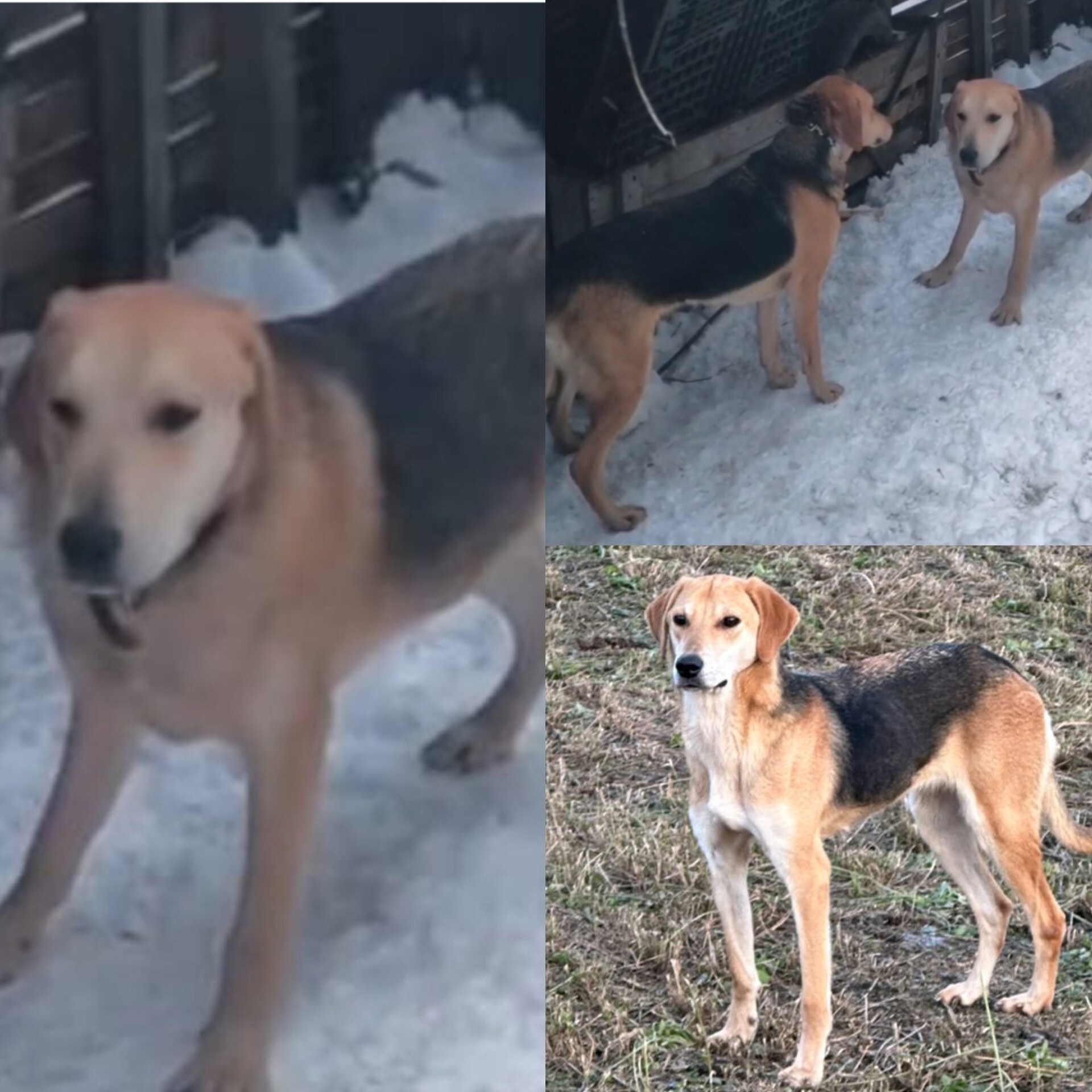 Пропала собака в Другие города