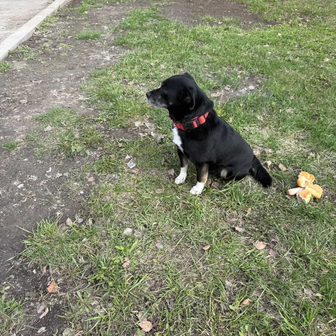 Пропала собака в Другие города