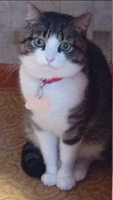 Пропала кошка в Другие города