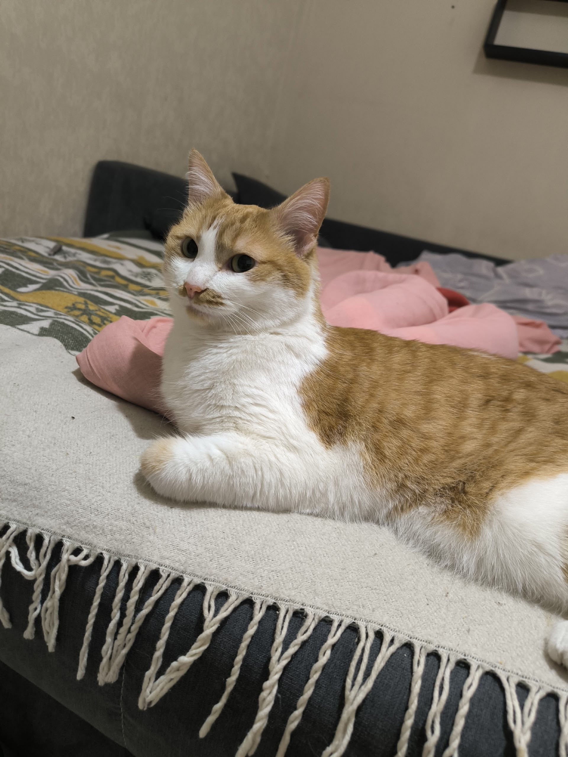 Пропала кошка в Другие города