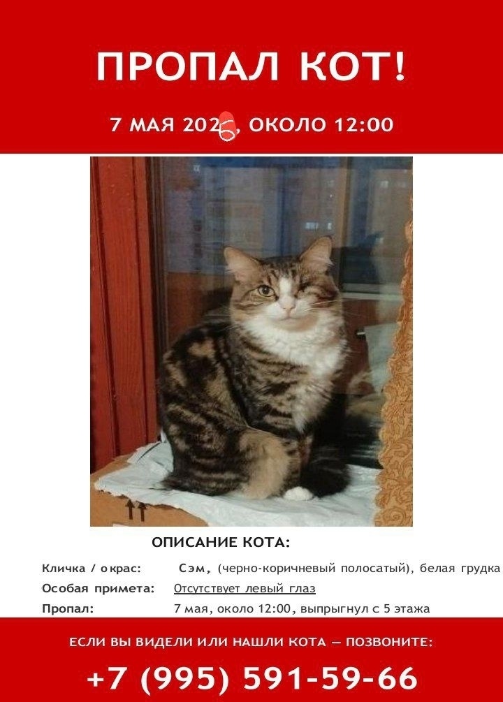 Найдена кошка в Других городах — фото объявления