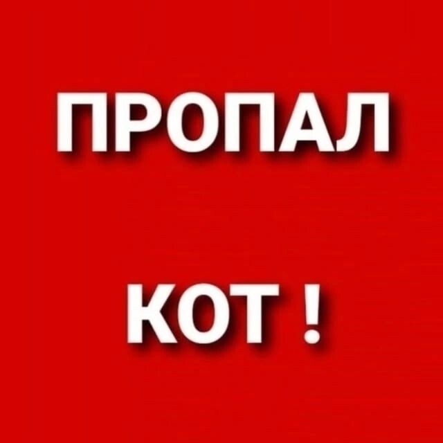 Найдена собака в Других городах — фото объявления
