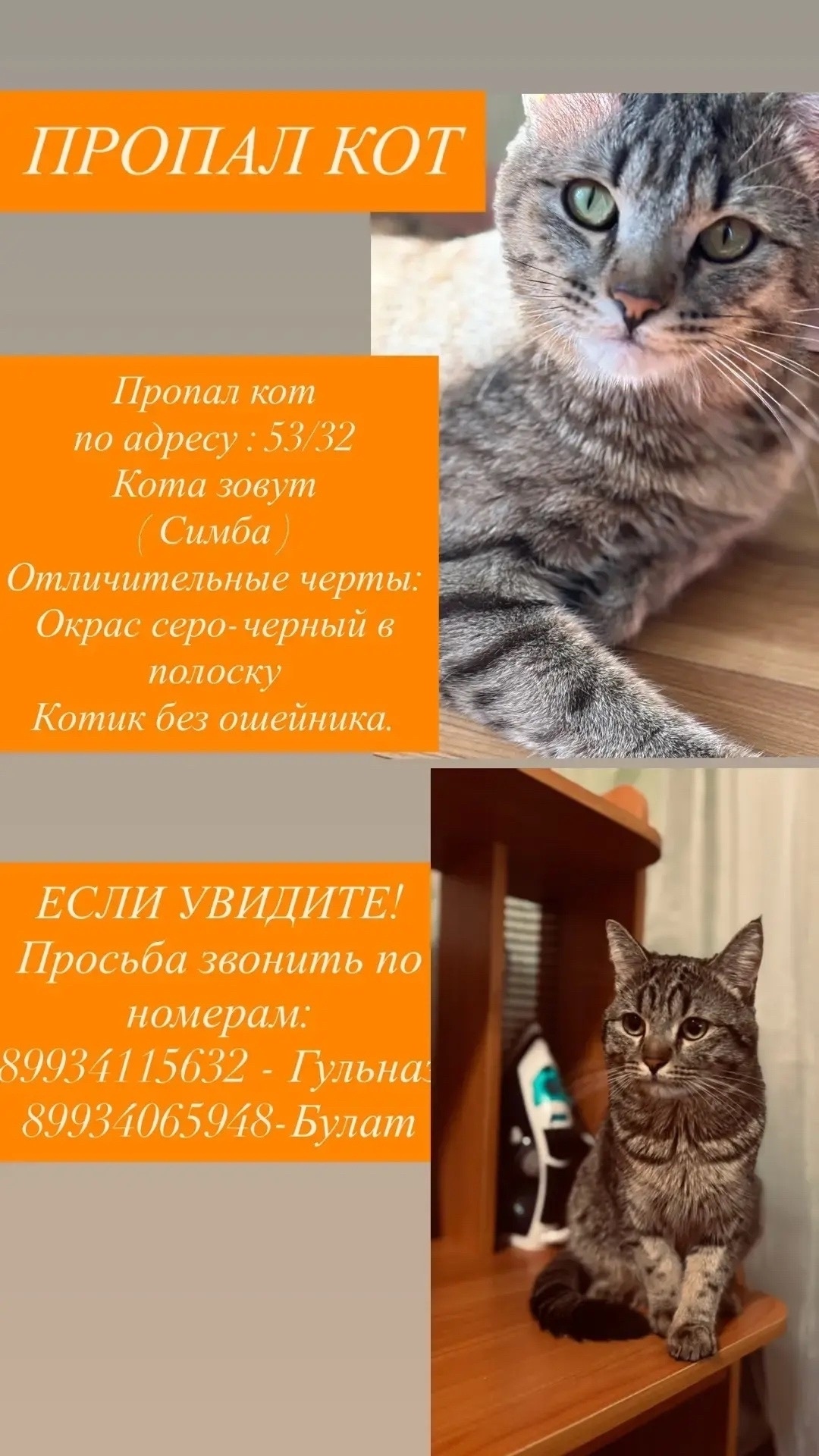 Найдена кошка в Других городах — фото объявления