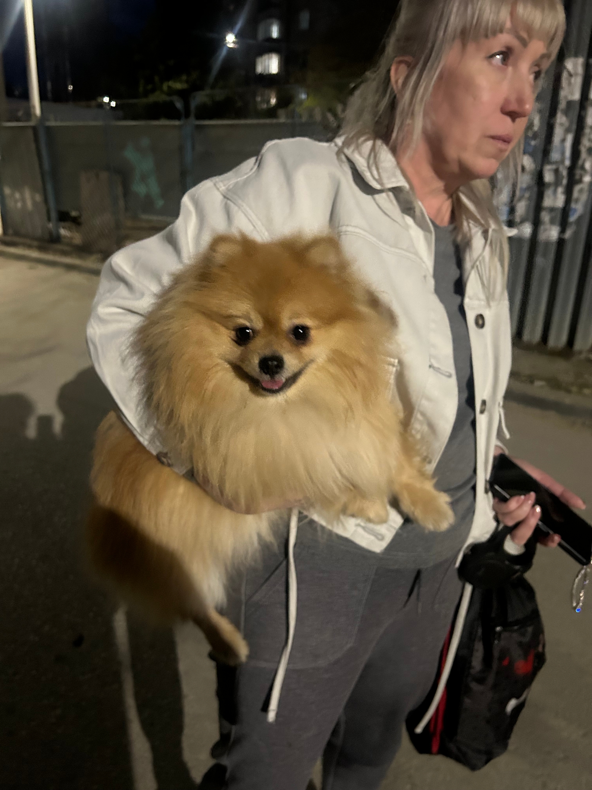 Найден питомец в Другие города