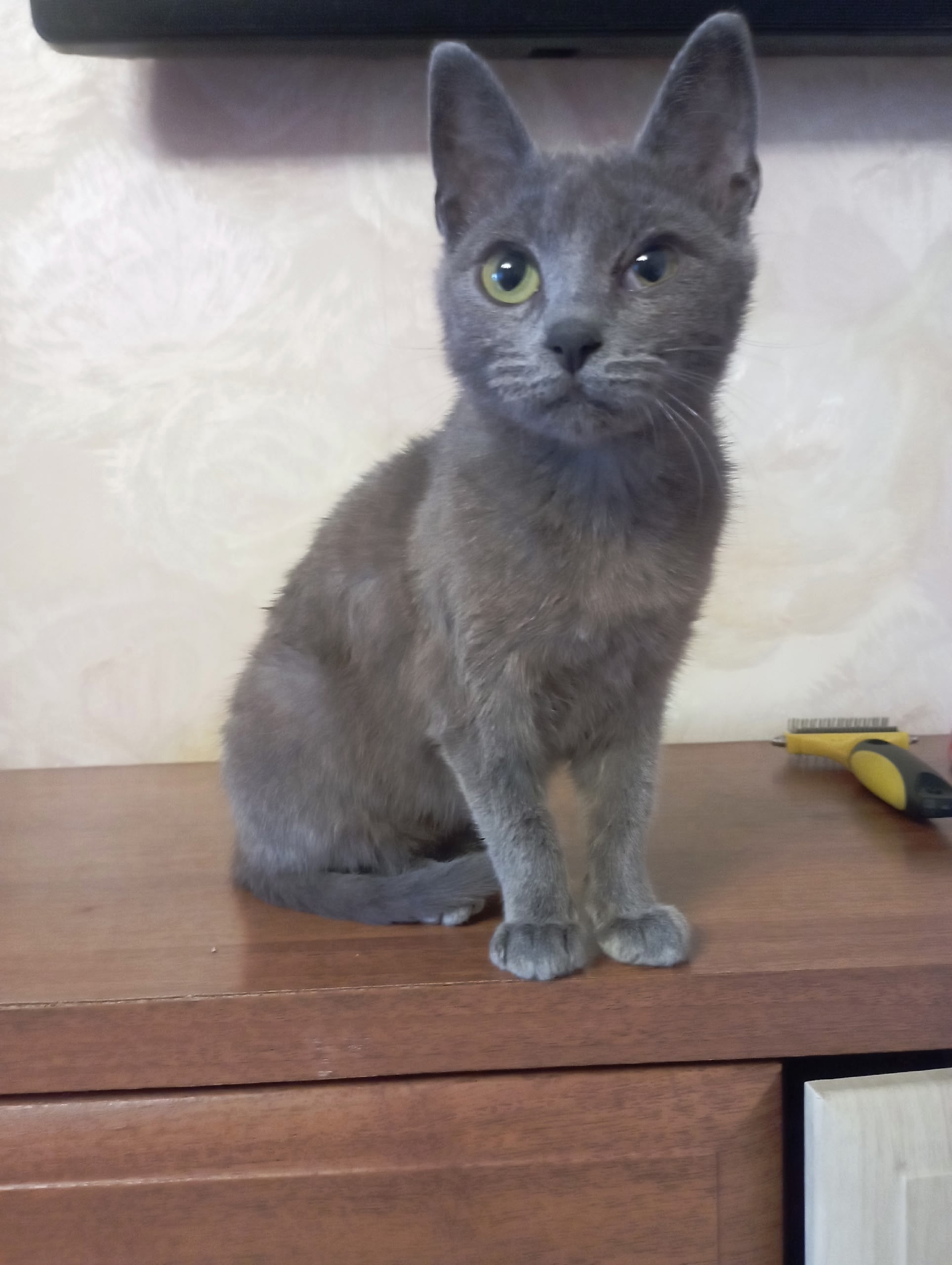 Найдена кошка в Другие города