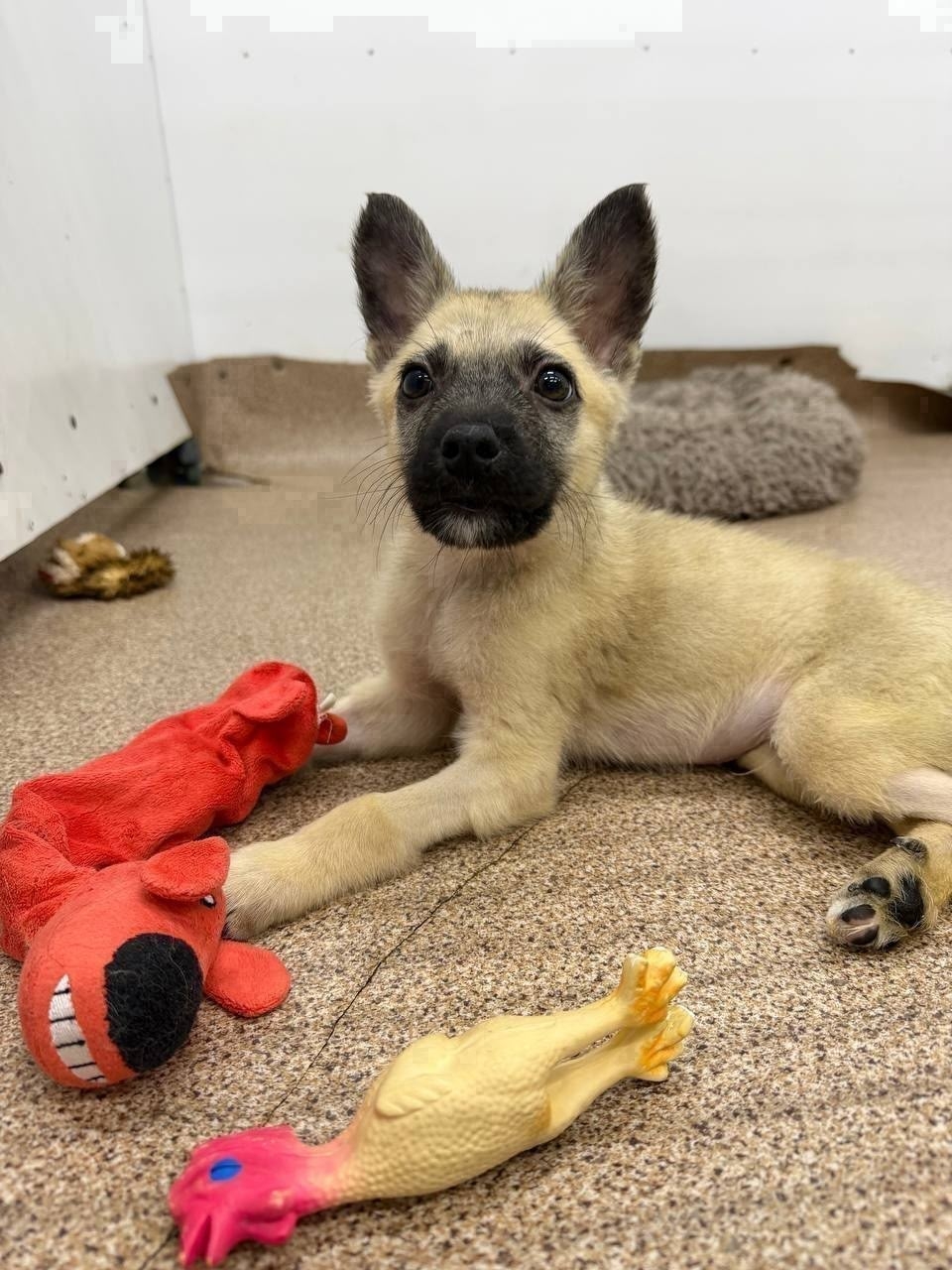 Найдена собака в Другие города