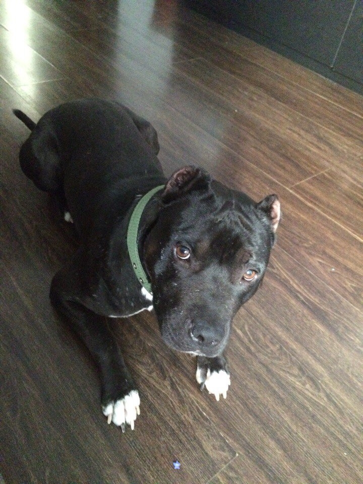 Пропала собака в Другие города