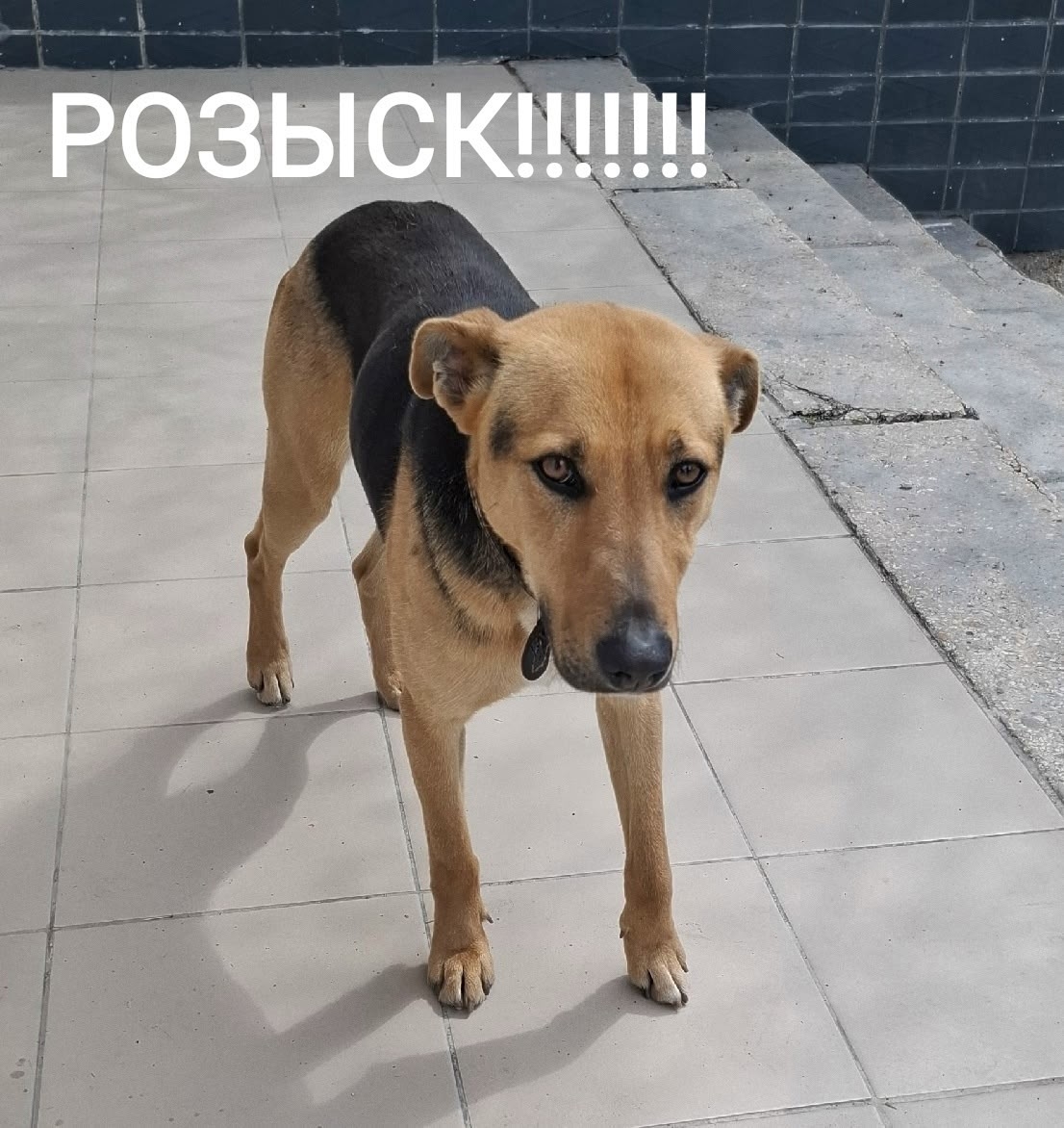 Найдена собака в Других городах — фото объявления