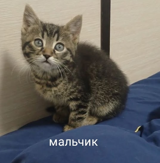Найдена кошка в Других городах — фото объявления