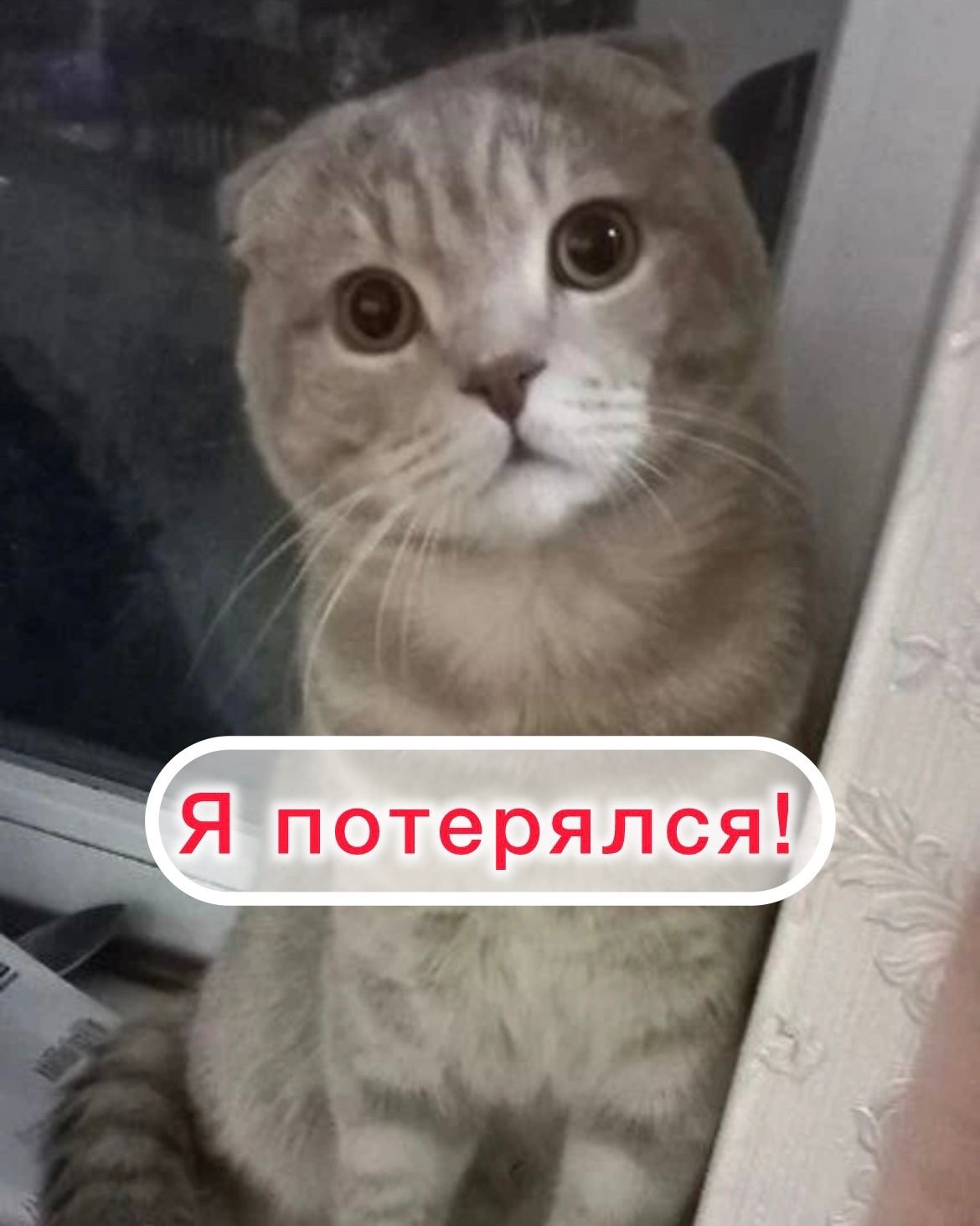 Ставрополь! Помогите найти кота! Район южного обхода, Космонавтов,ул Спутник 3, ул Пламя 5, ул Советский армии.