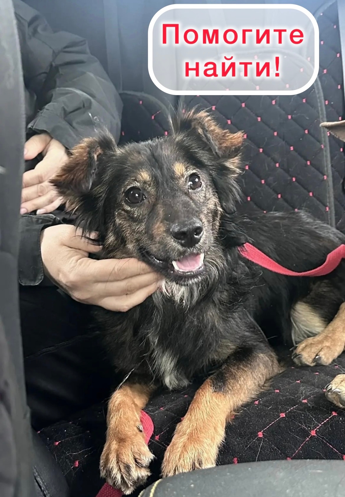 Пропала собака в Другие города