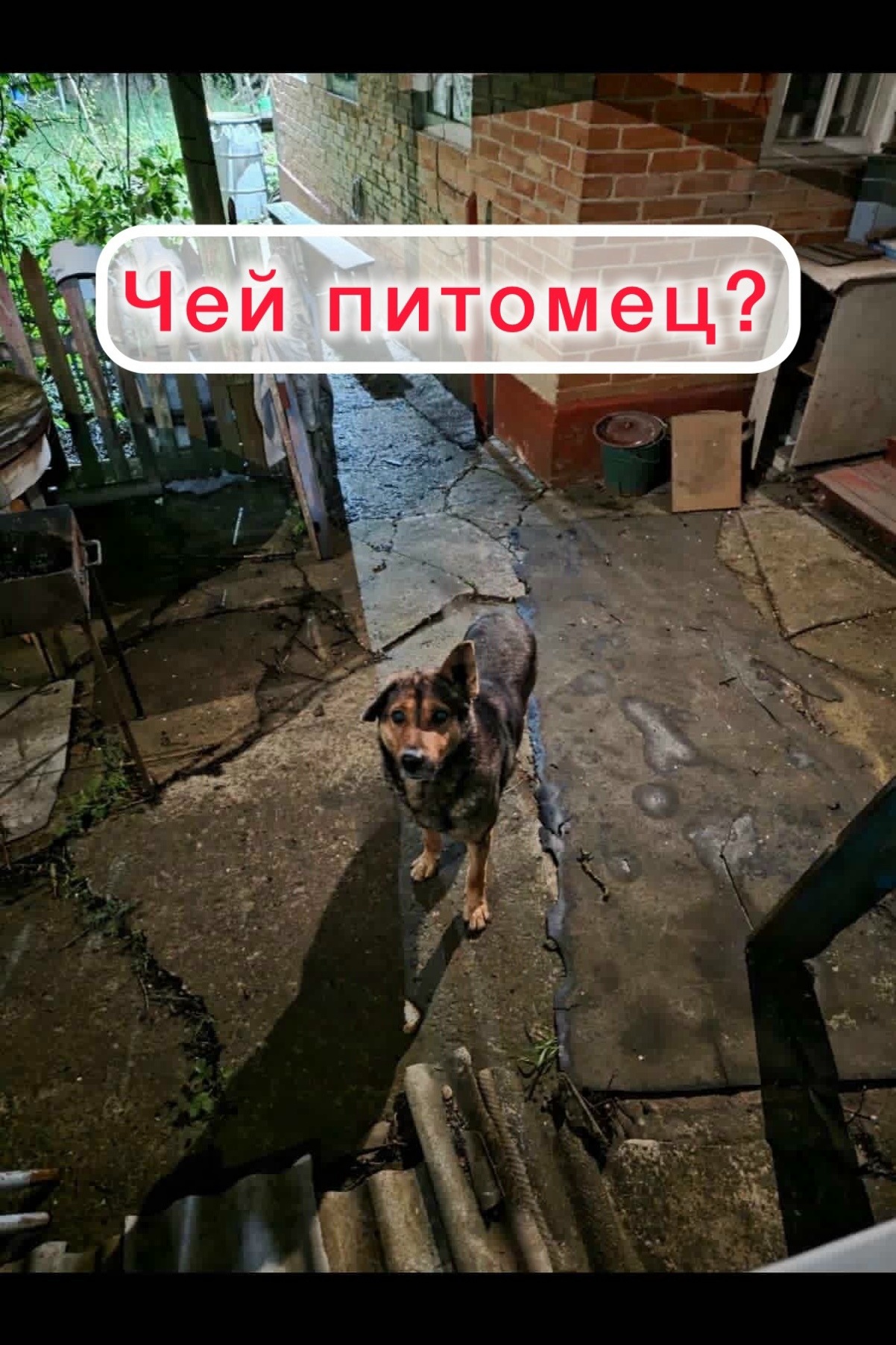 Найдена собака в Другие города