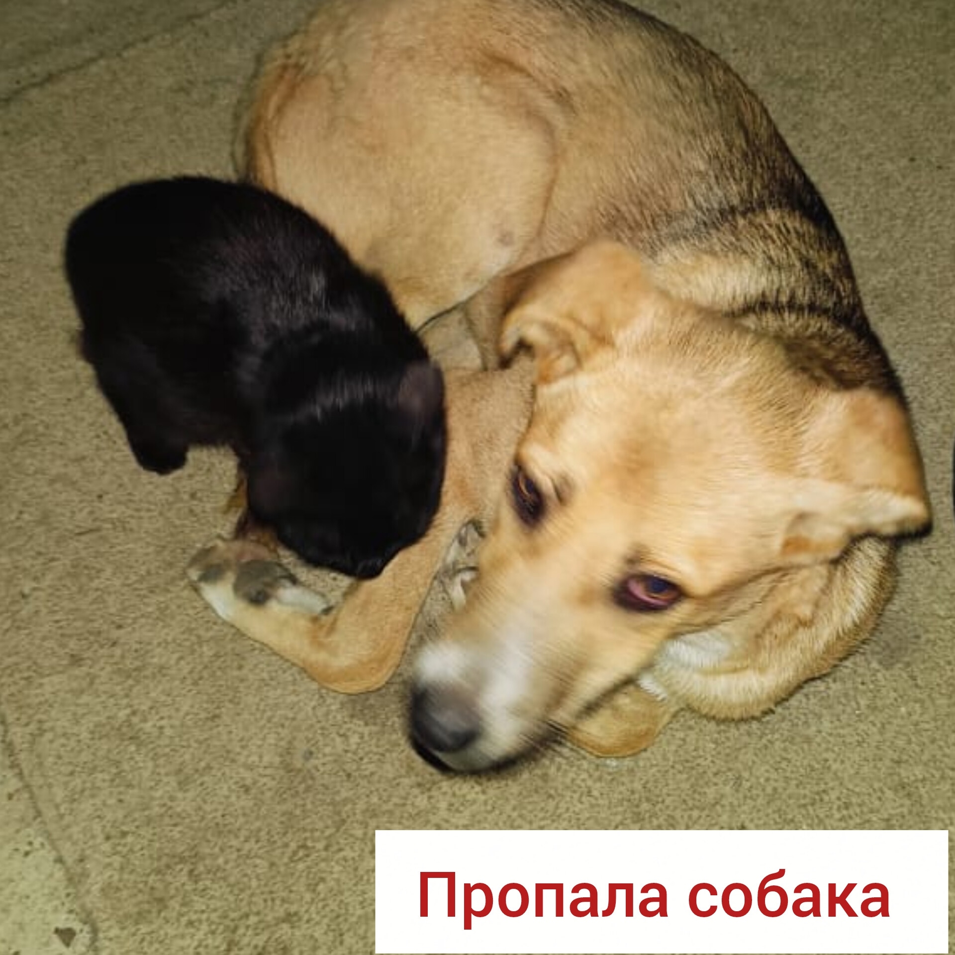 Пропала собака в Другие города