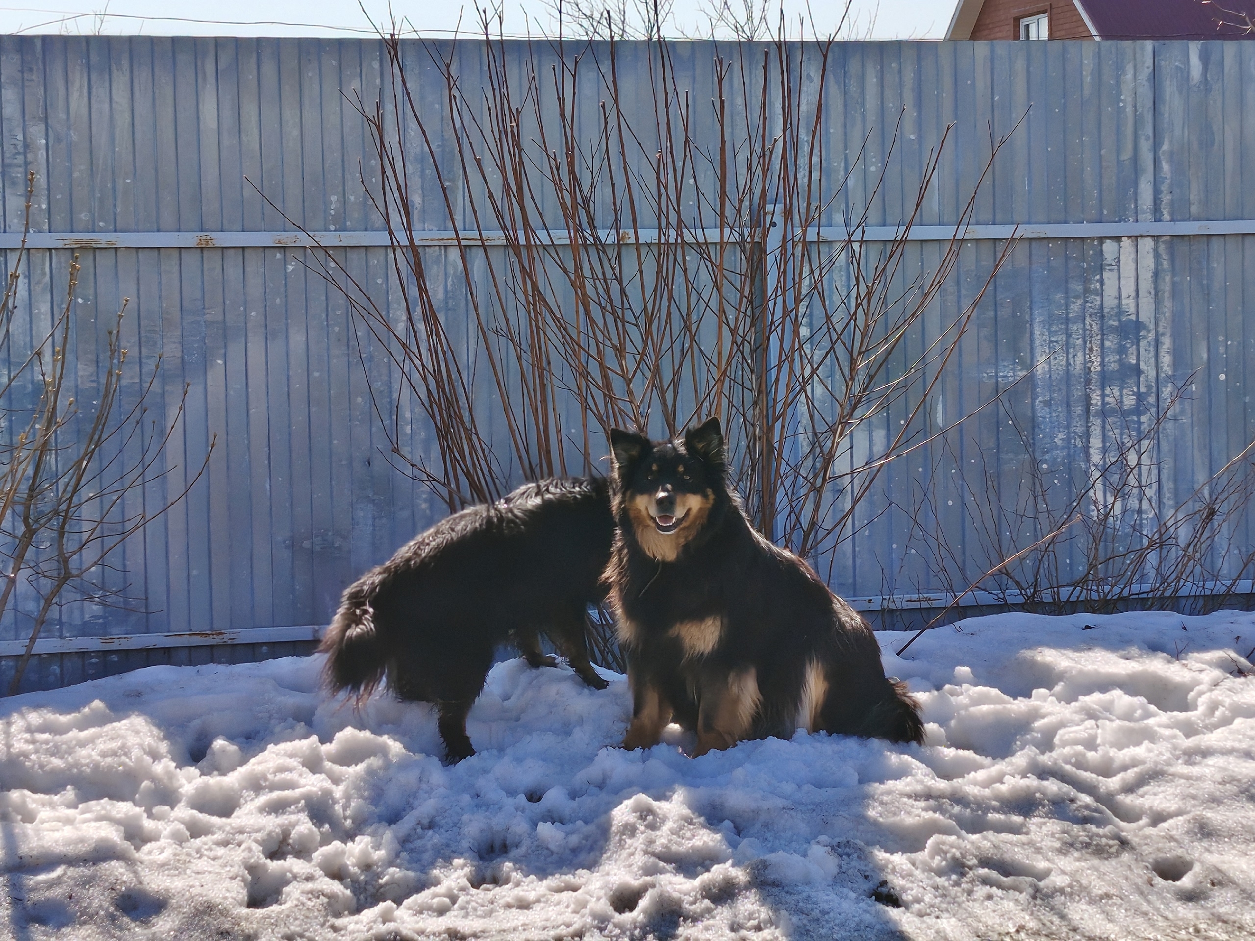 Найдена собака в Других городах — фото объявления