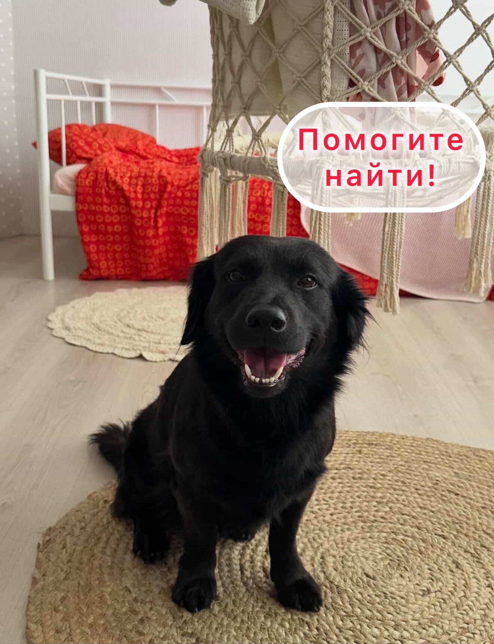 Найдена собака в Других городах — фото объявления