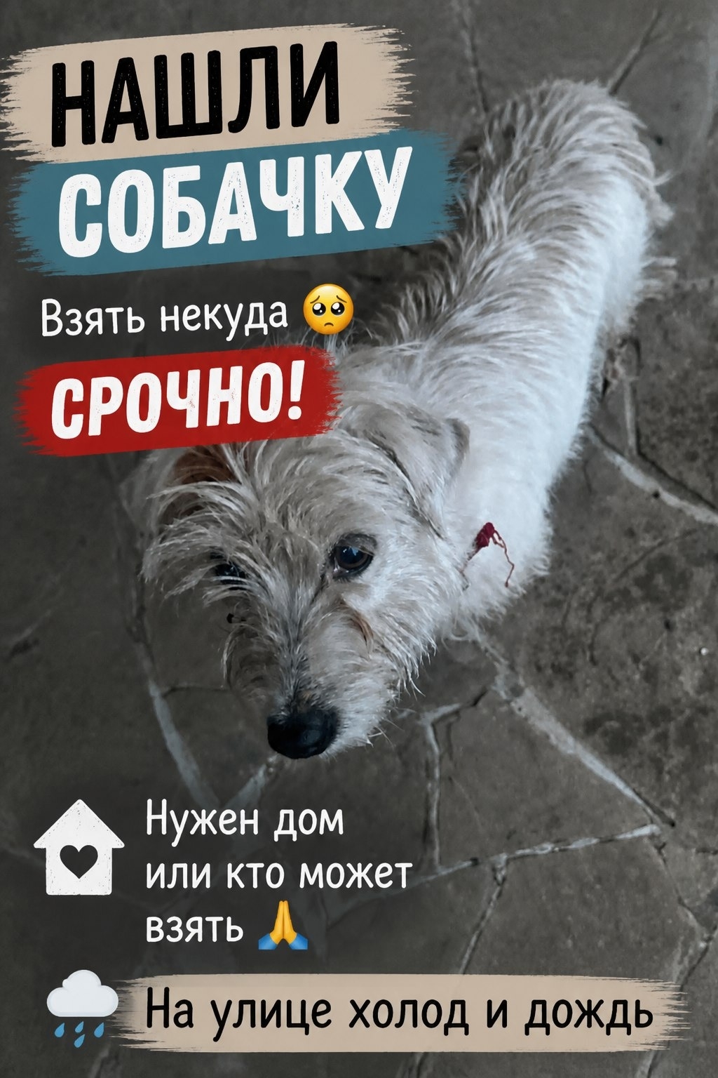 Найдена собака в Других городах — фото объявления