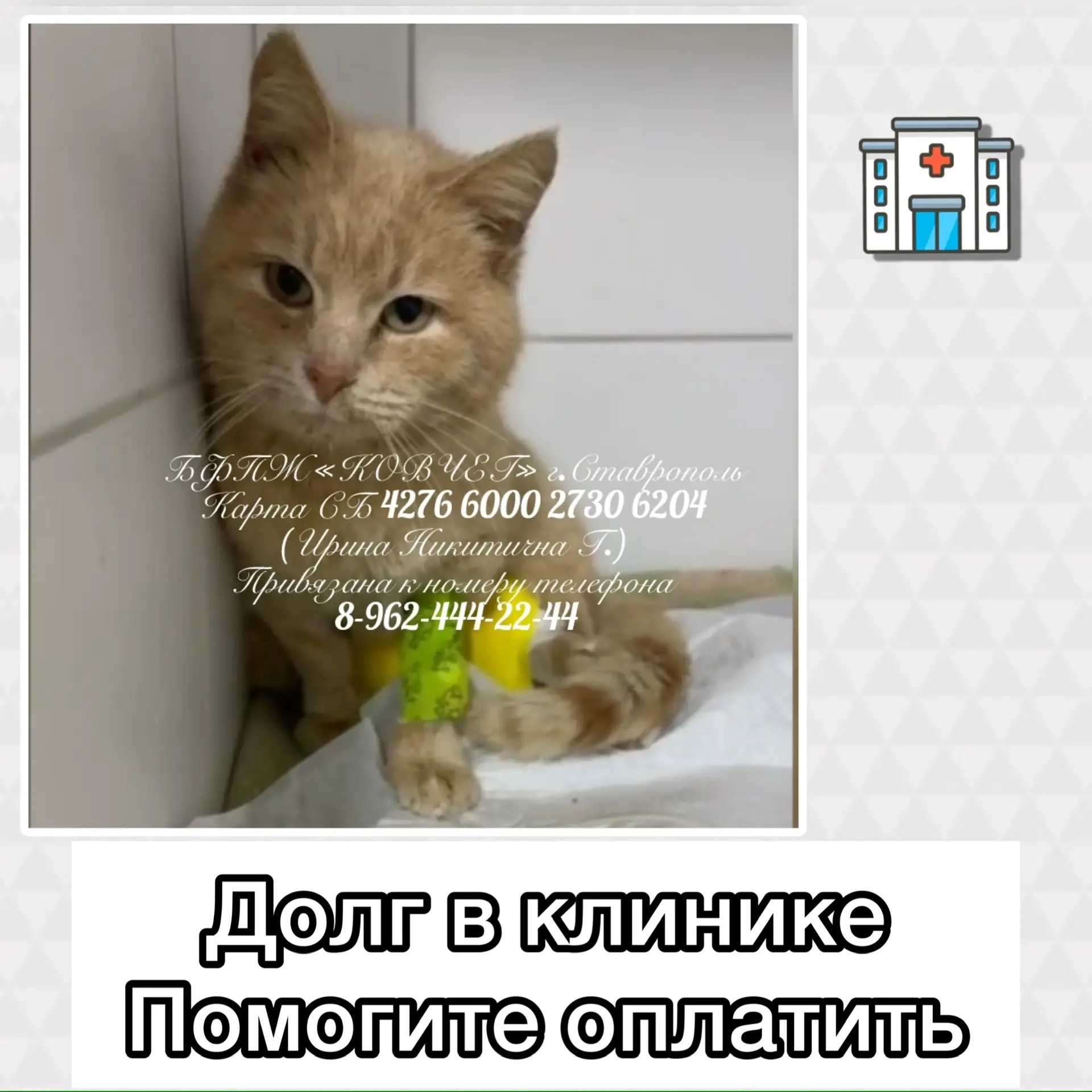 Найдена кошка в Других городах — фото объявления