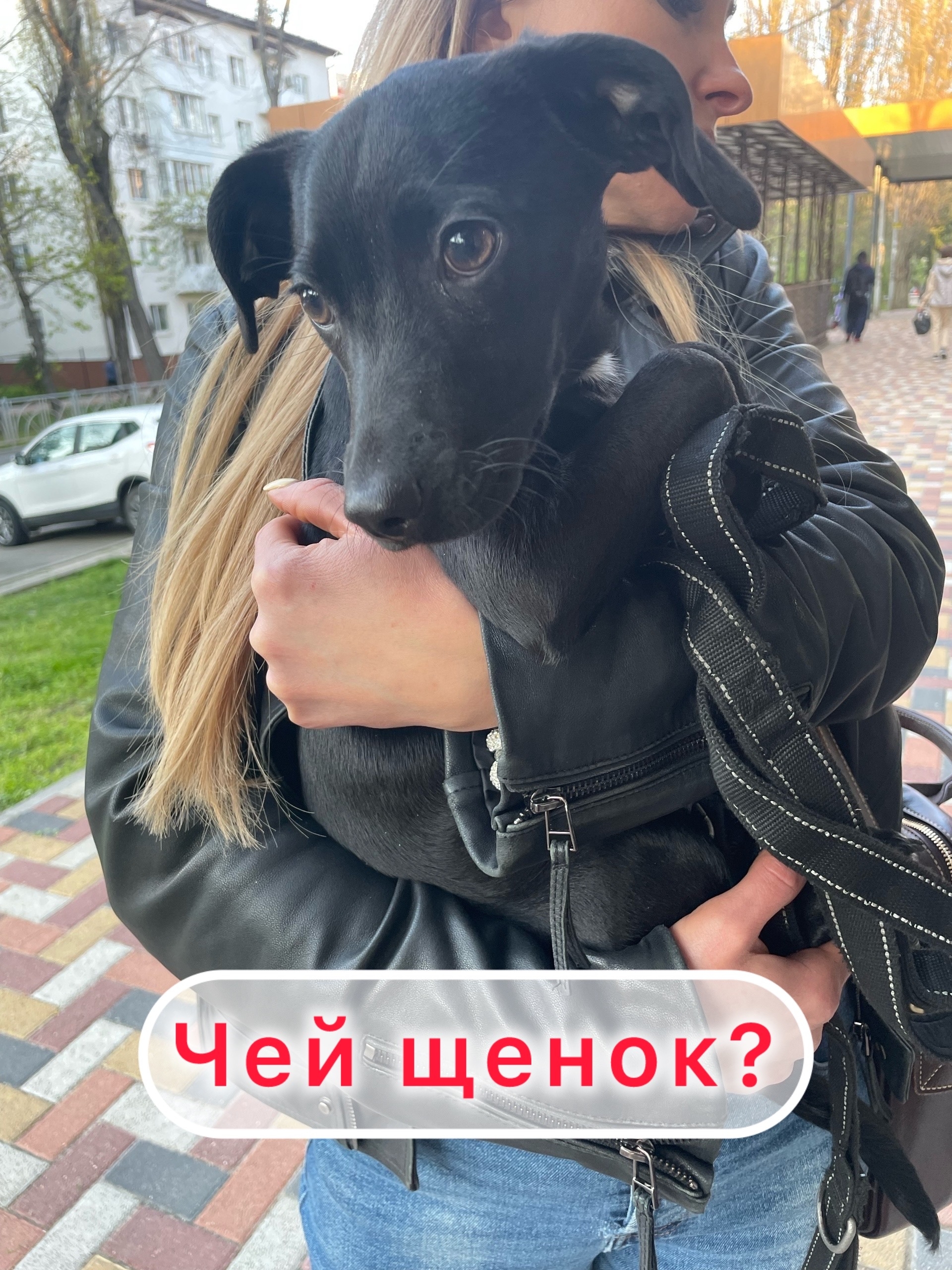 Найдена собака в Других городах — фото объявления