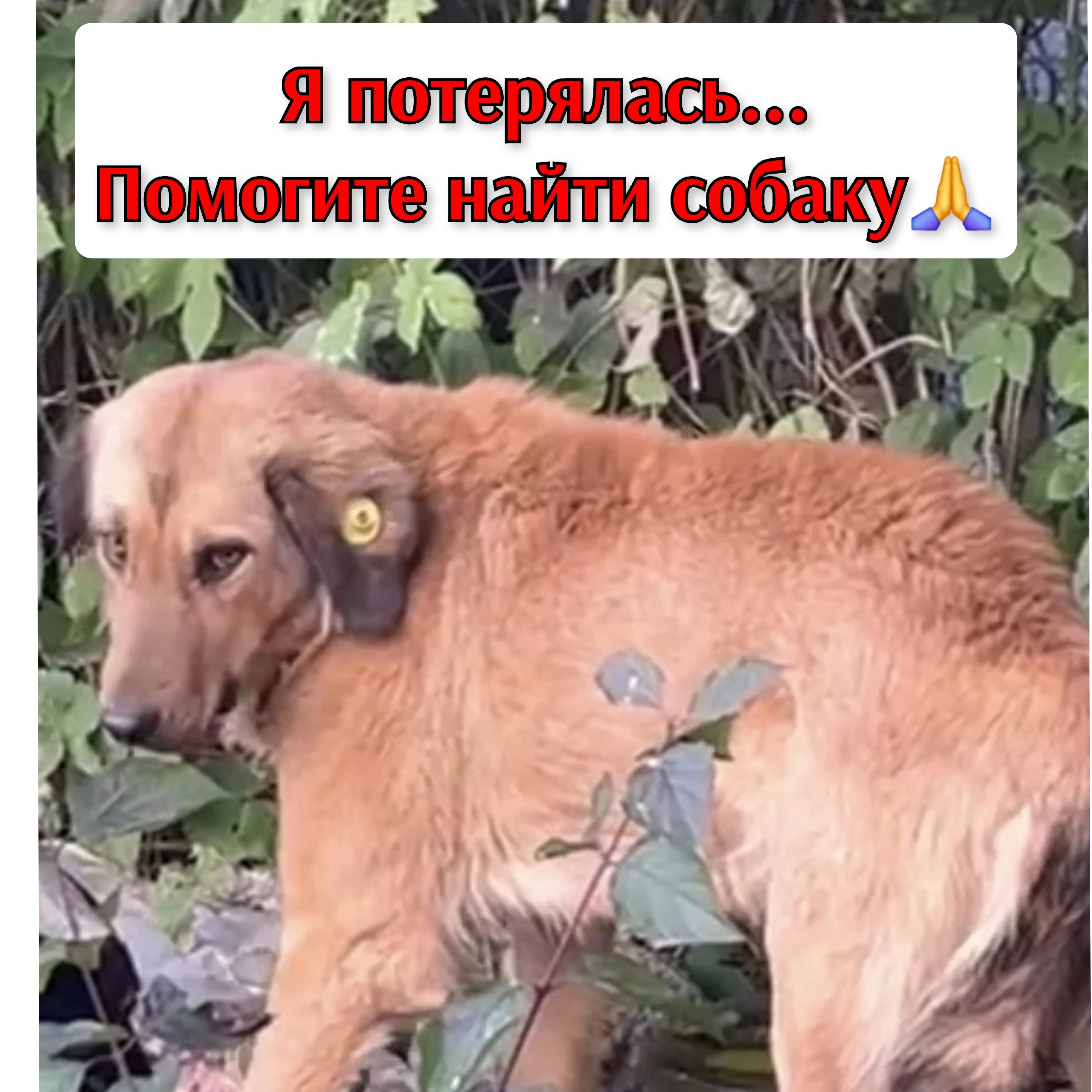 Найдена собака в Других городах — фото объявления