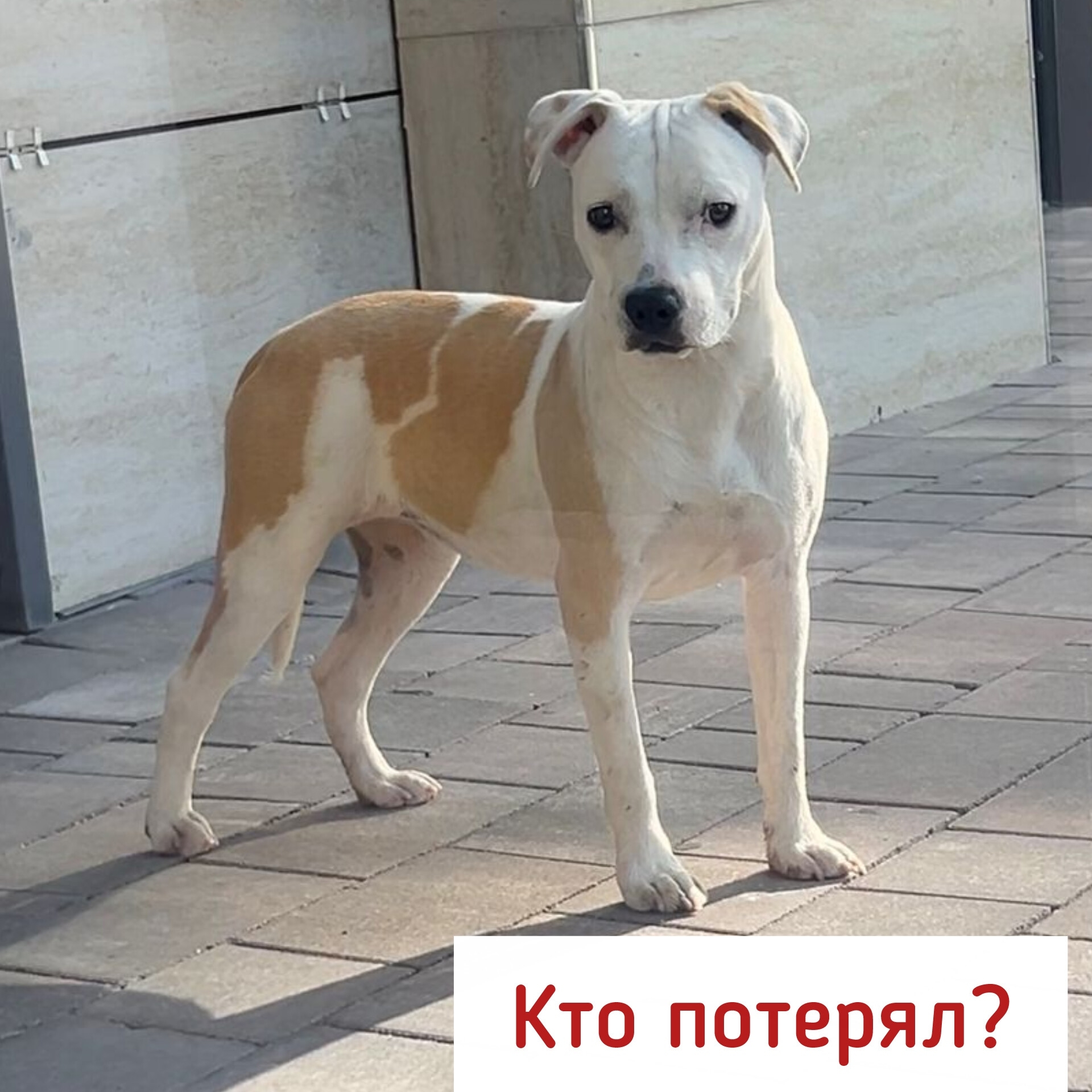 Найдена собака в Других городах — фото объявления