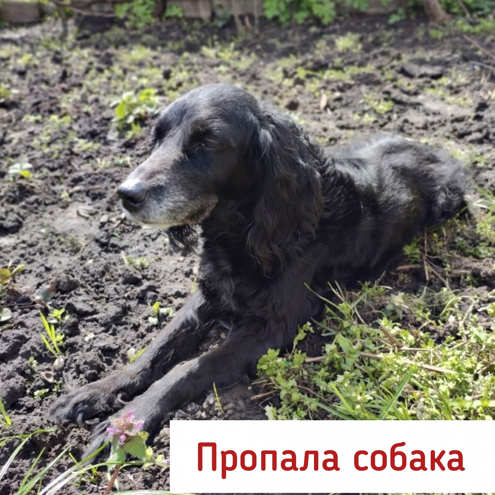Найдена собака в Других городах — фото объявления