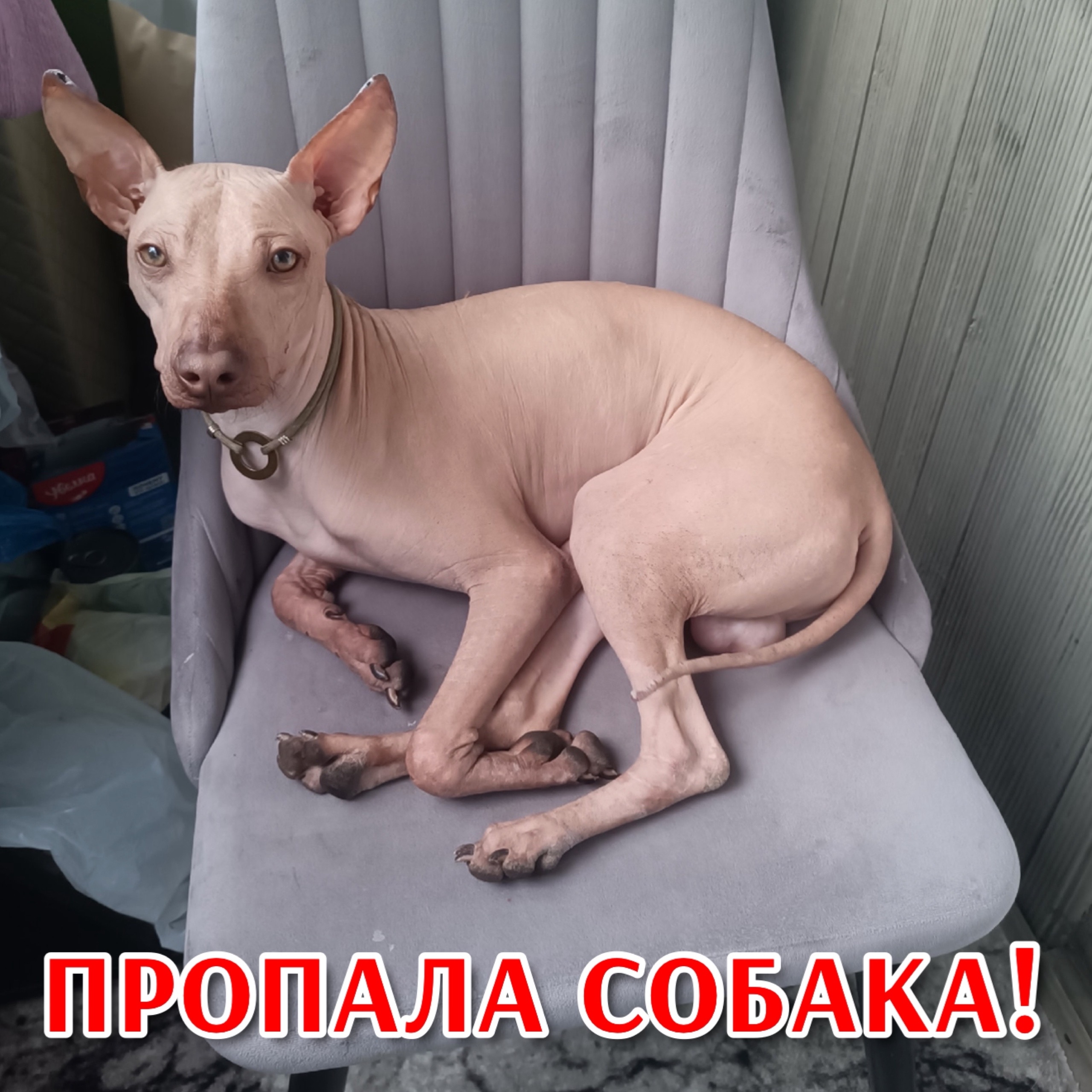 Найдена собака в Других городах — фото объявления