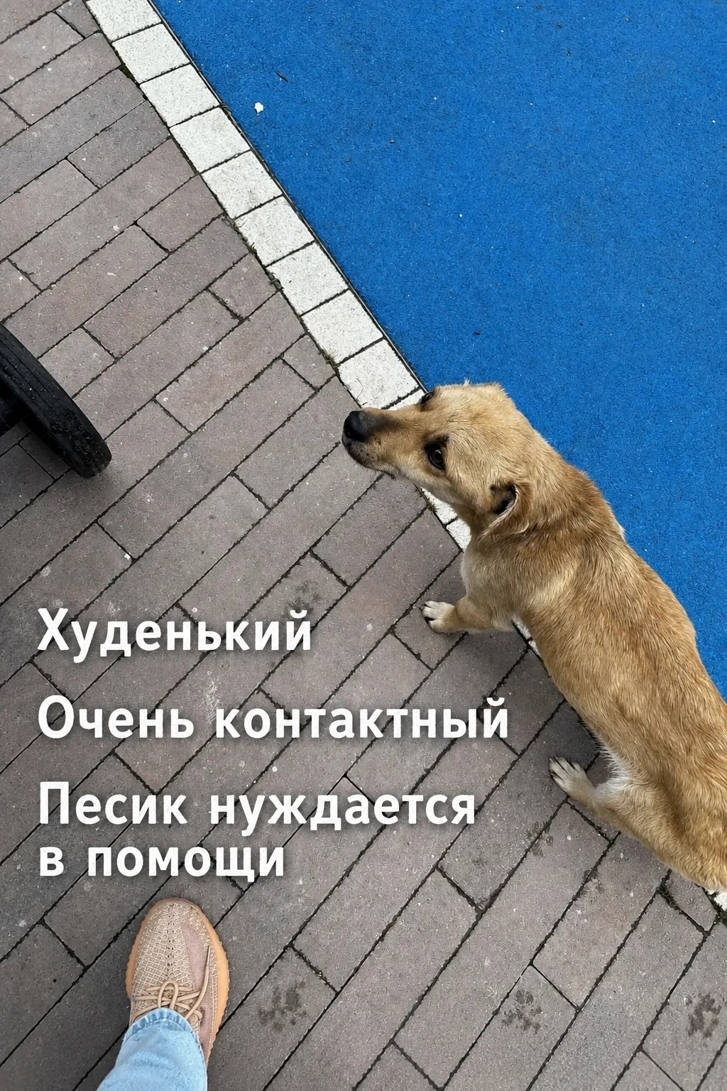 Объявление о питомце в Других городах — фото объявления