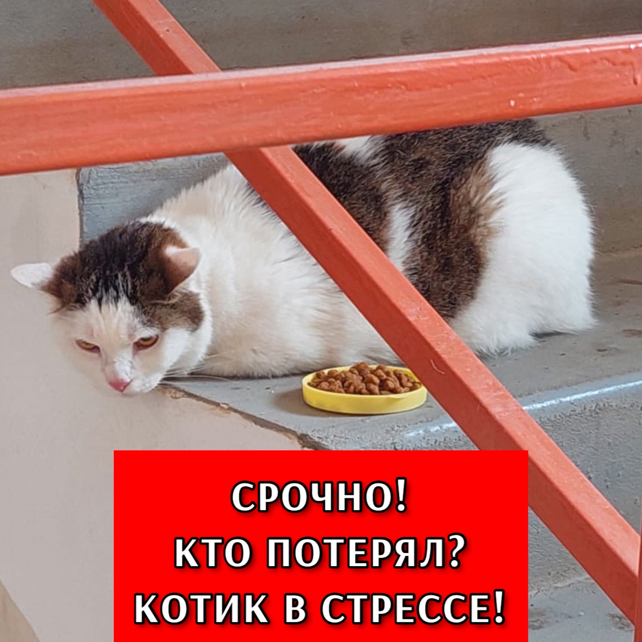 Найдена кошка в Других городах — фото объявления