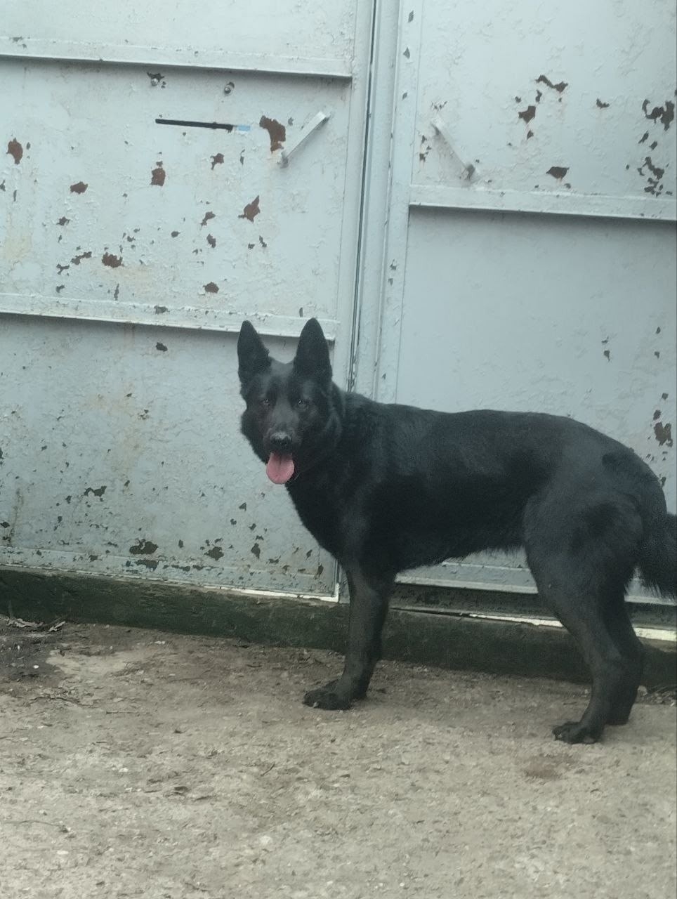 Найдена собака в Другие города