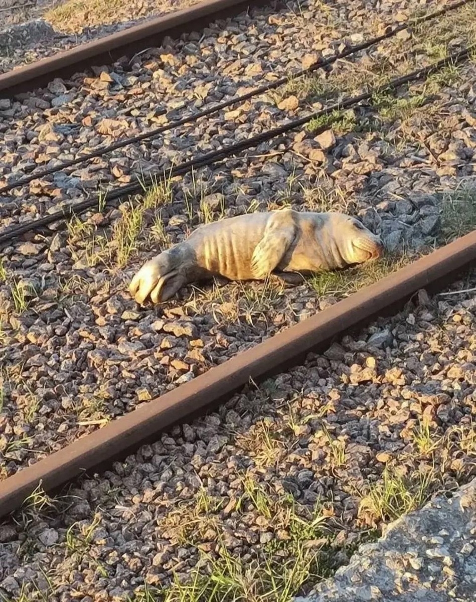 Объявление о питомце в Другие города