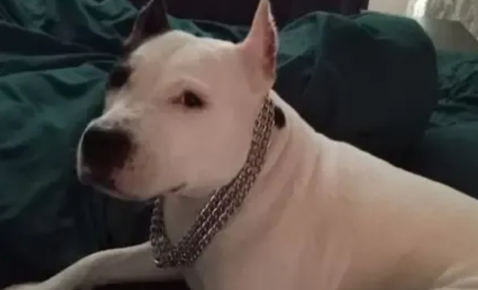 Найдена собака в Другие города