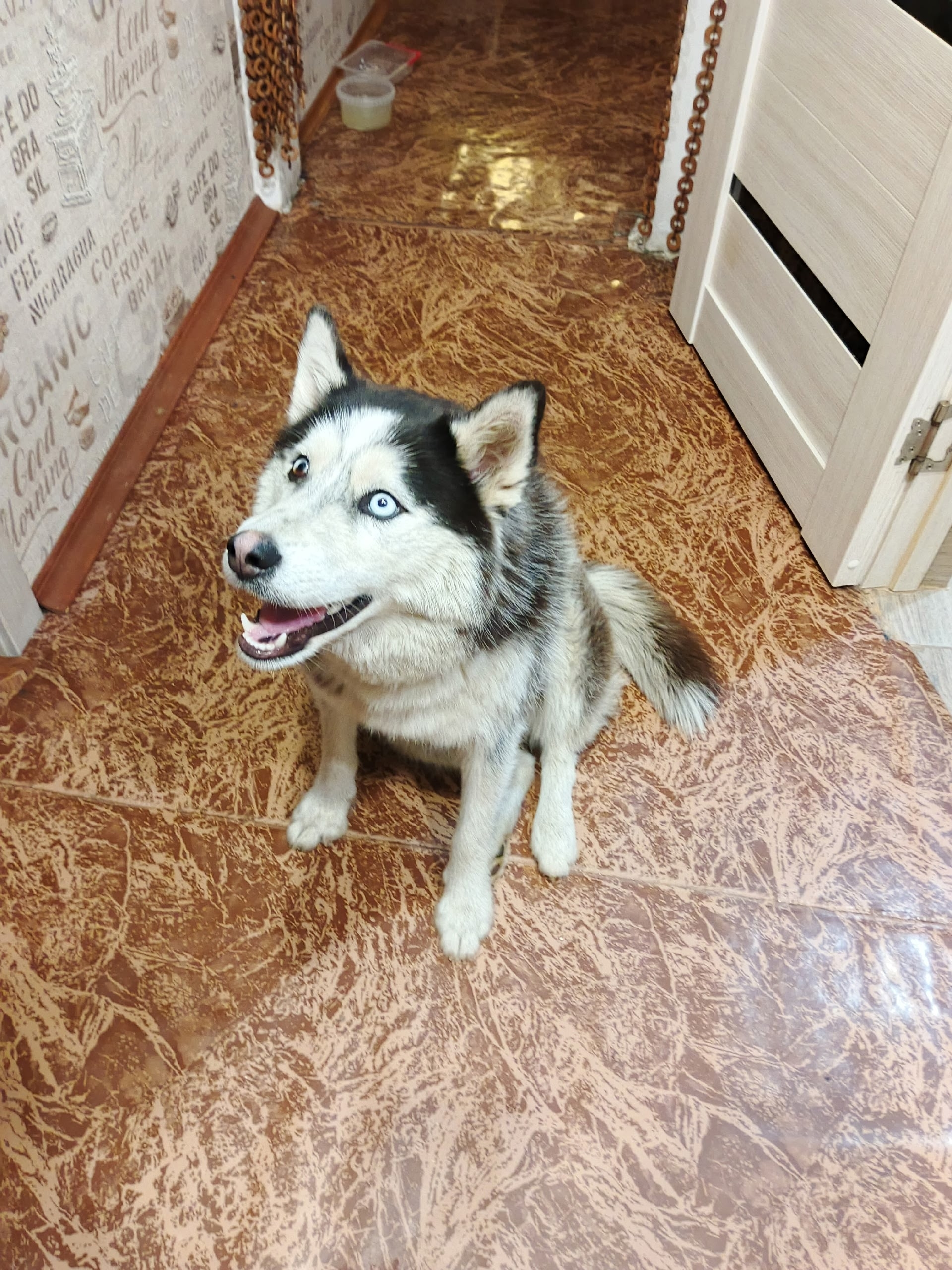 Пропала собака в Другие города