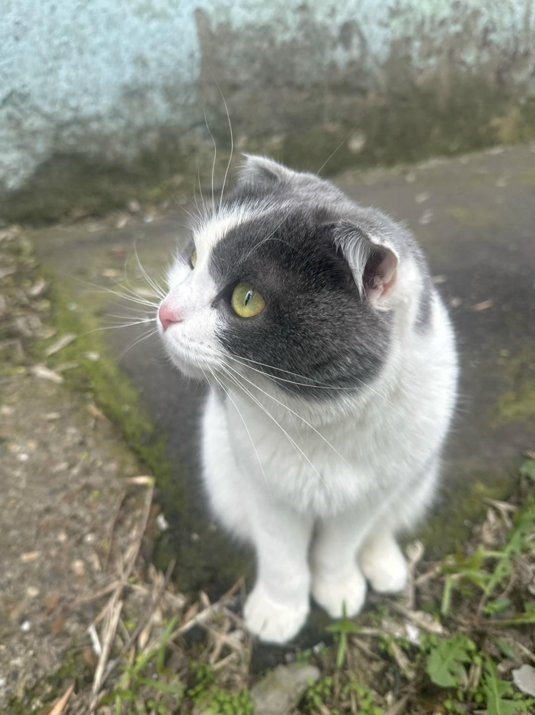 Найдена кошка в Других городах — фото объявления