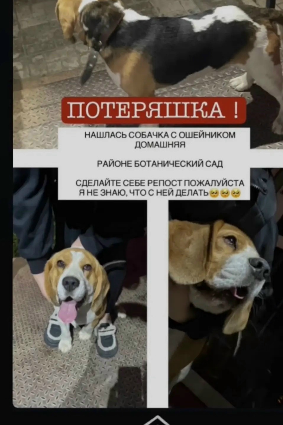 Найдена собака в Других городах — фото объявления