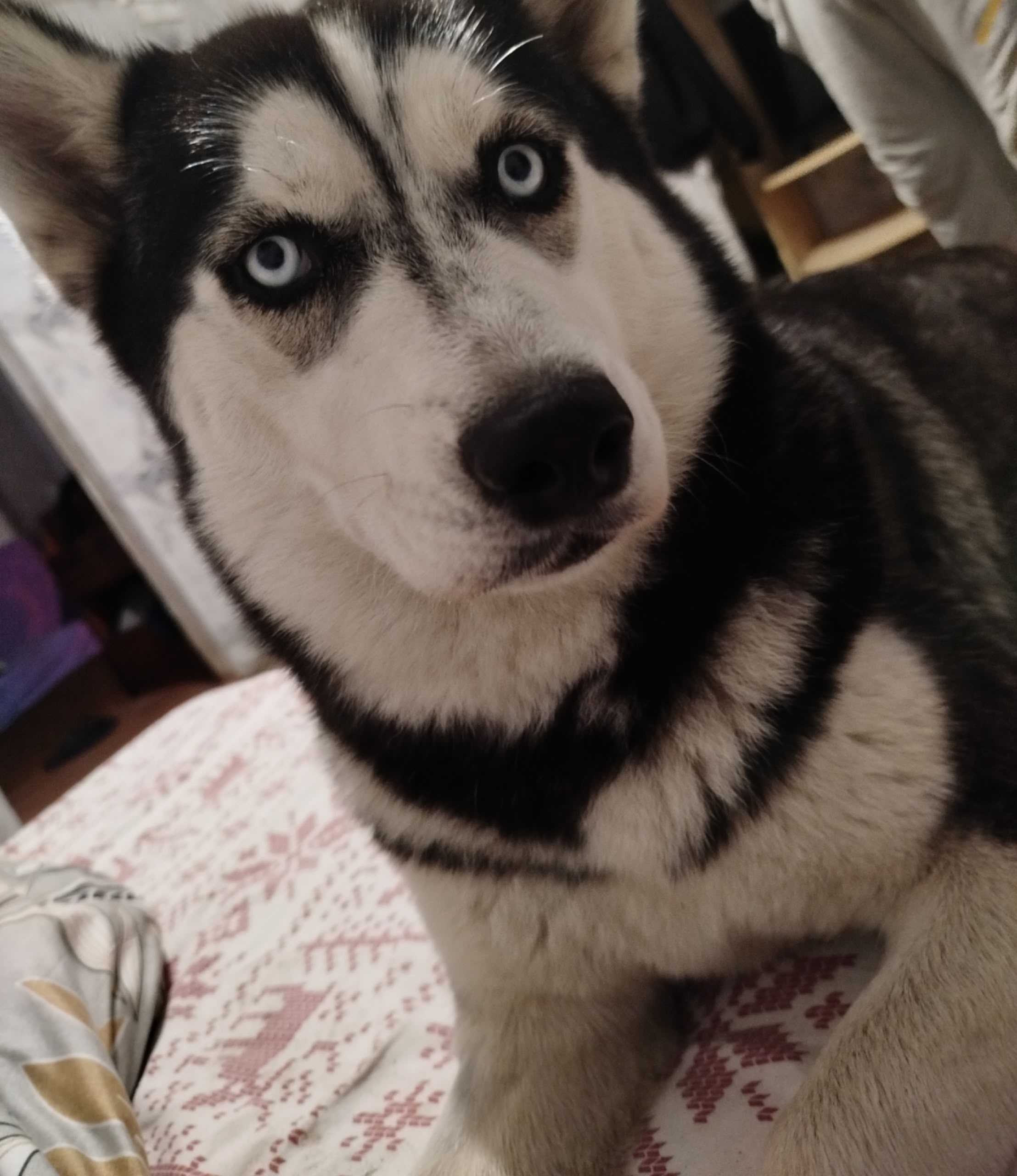 ПРОПАЛА СОБАКА!